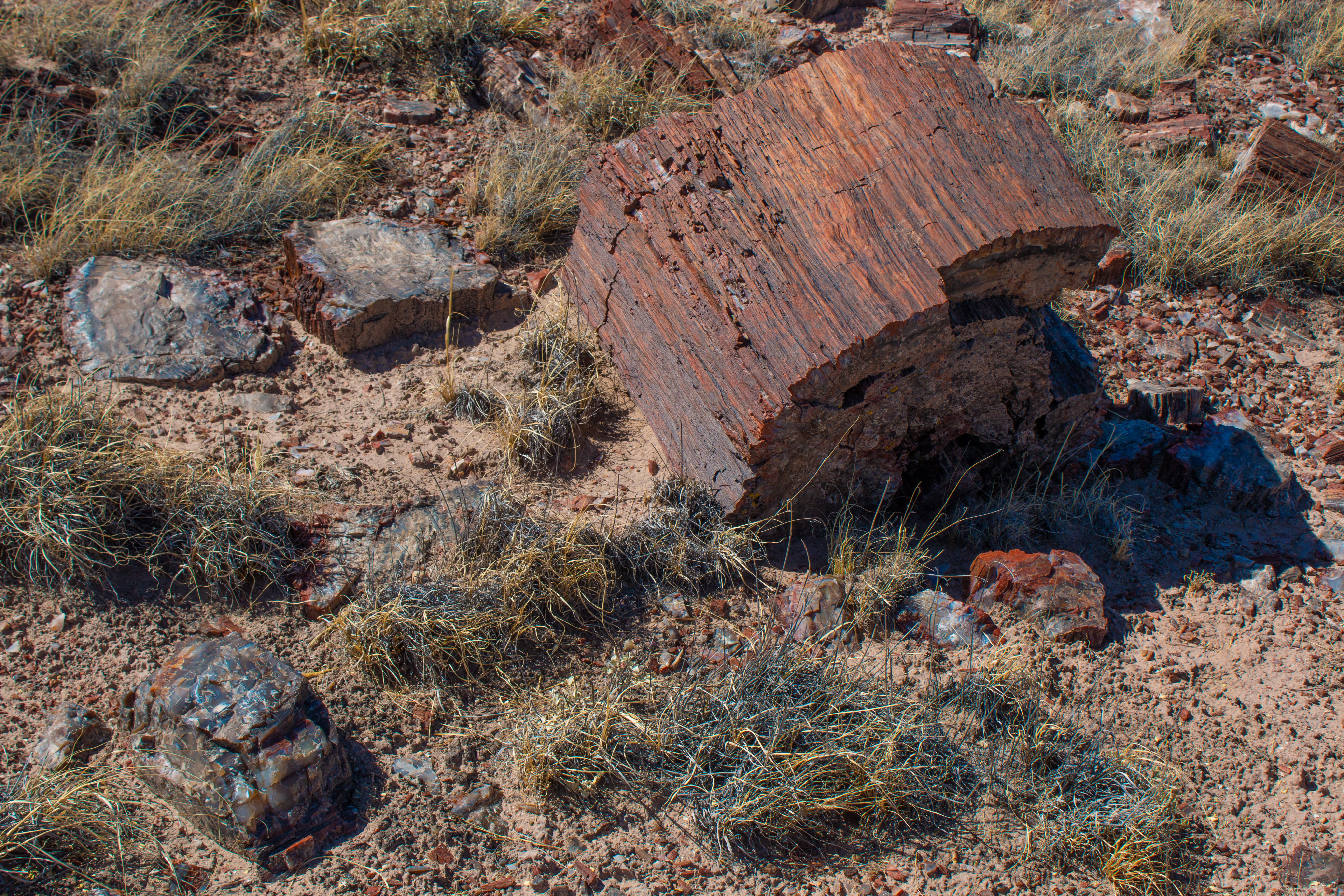 5K, outdoors, petrified forest national park, tree, environment, plant, field, rock - object, nature, high angle view, travel destinations, architecture, HD Wallpaper