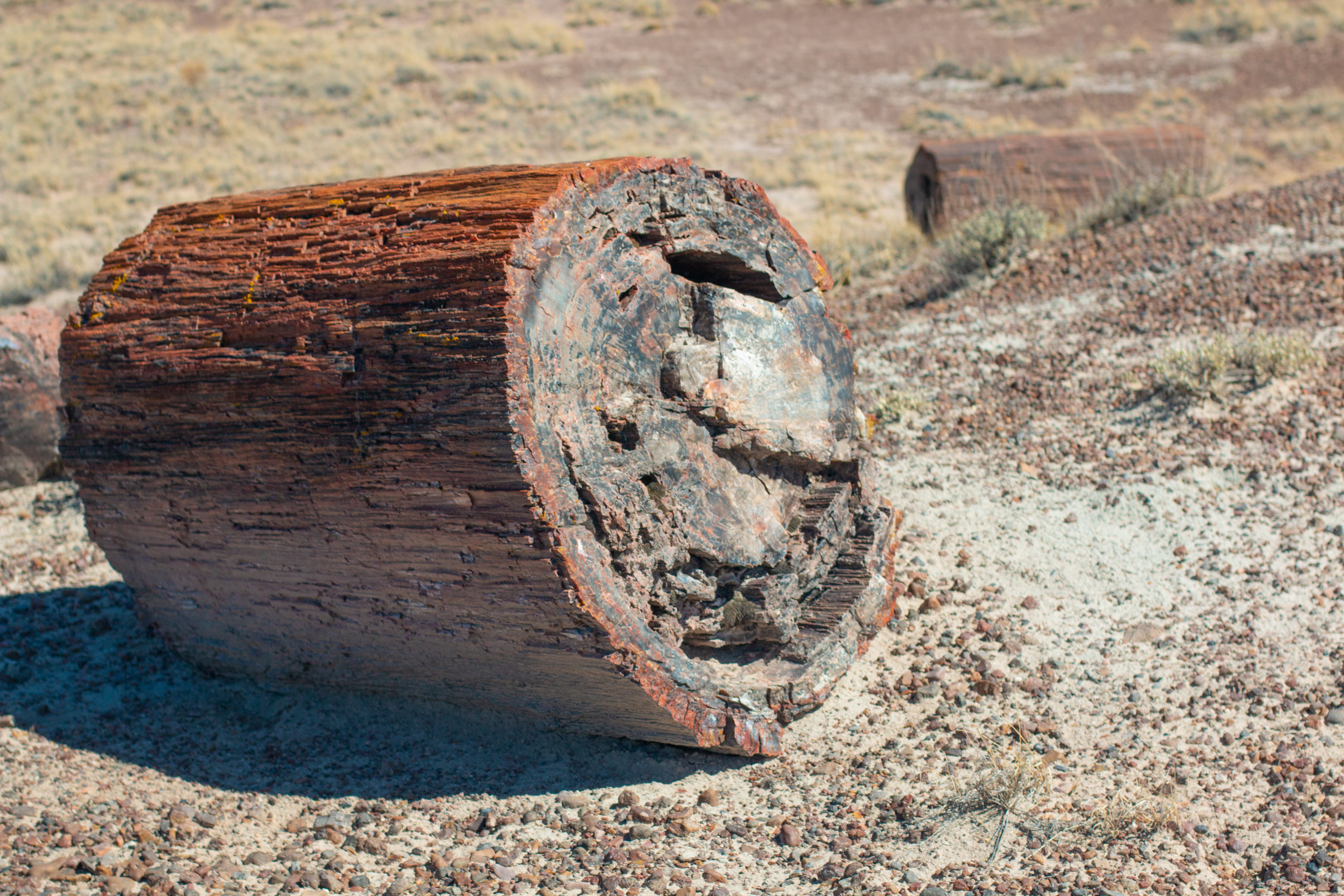solid, no people, obsolete, 5K, day, petrified tree, sunlight, nature, rusty, wheel, weathered, abandoned, wood - material, metal, damaged, deterioration, HD Wallpaper