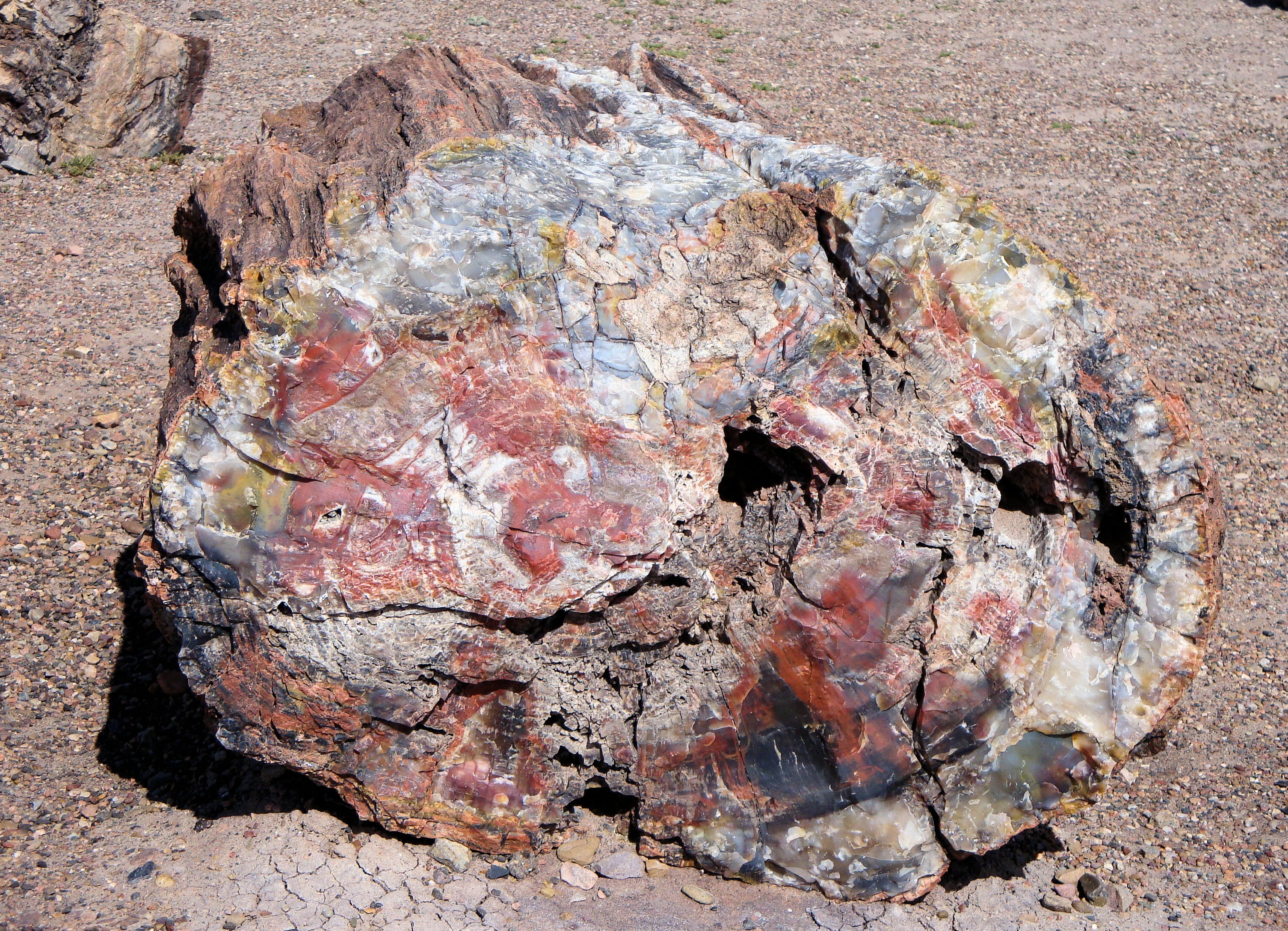 trunk, outdoors, rock, plant, beauty in nature, petrified wood, tree trunk, fossil, industry, rough, close-up, america, landscape, rock formation, forest, HD Wallpaper