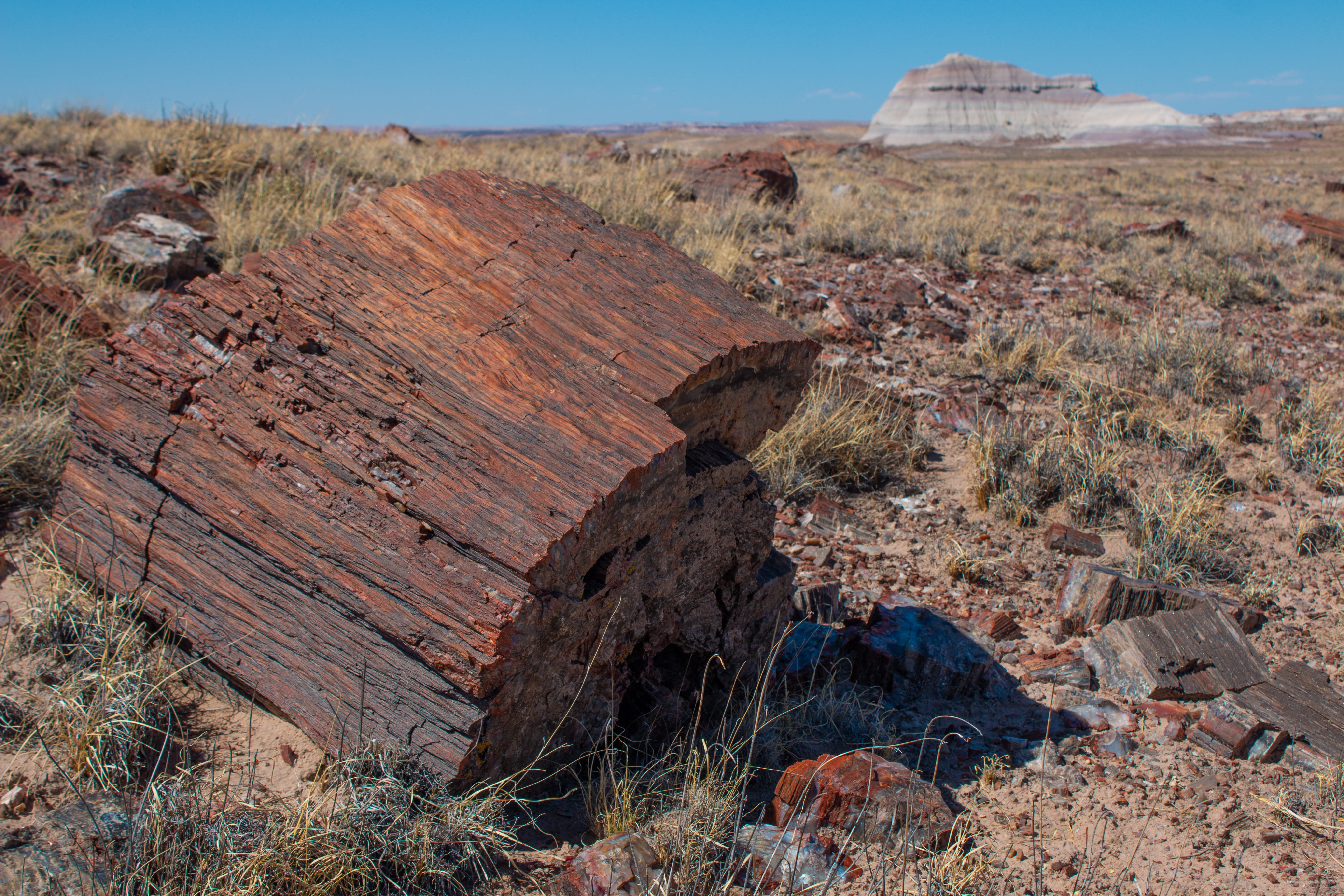 land, scenics - nature, no people, solid, tree, tranquil scene, arizona, tranquility, beauty in nature, sunlight, petrified trees, landscape, climate, 5K, HD Wallpaper