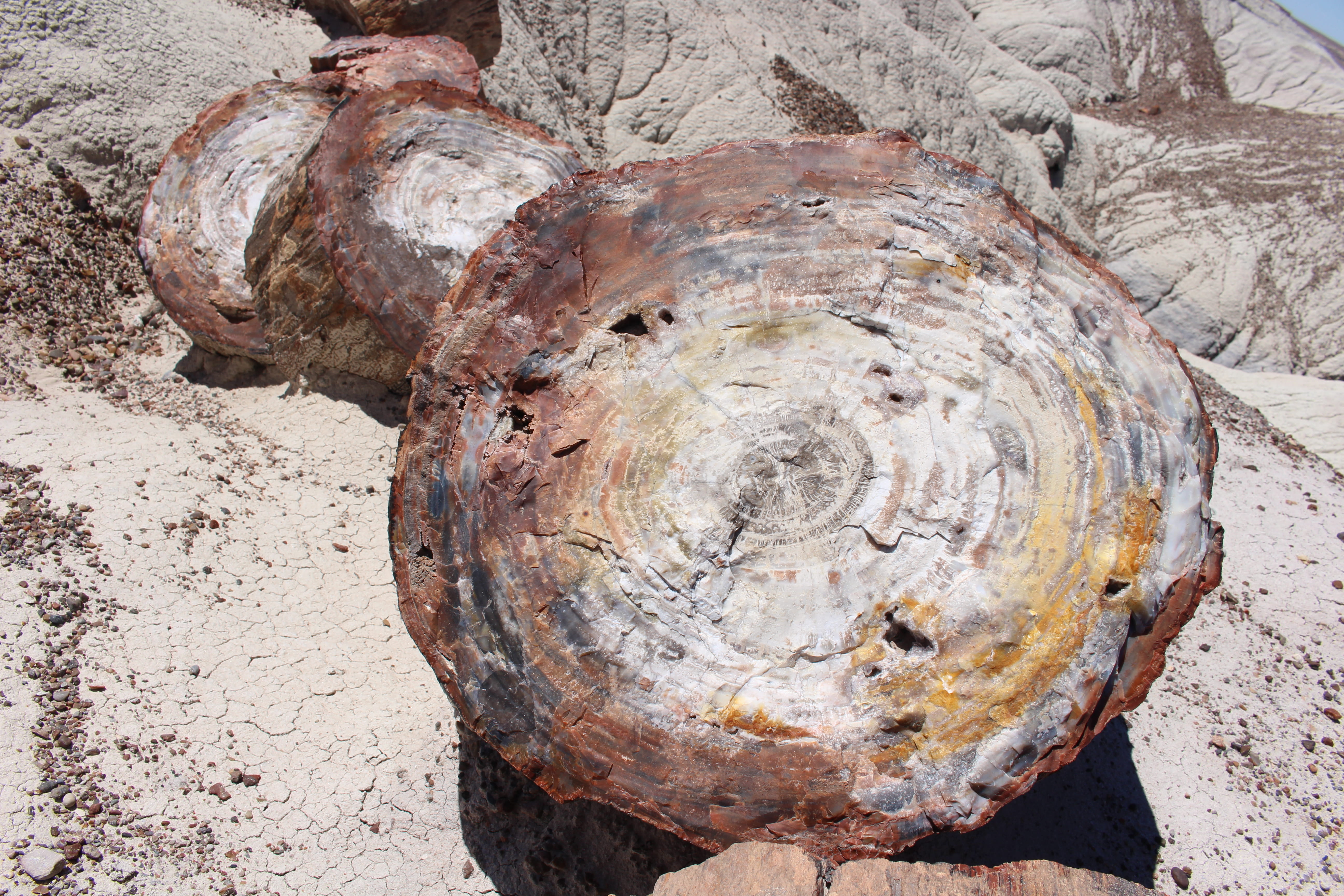 deforestation, trunk, united states, petrified forest national park, close-up, high angle view, bark, wood - material, rough, no people, 5K, tree trunk, HD Wallpaper