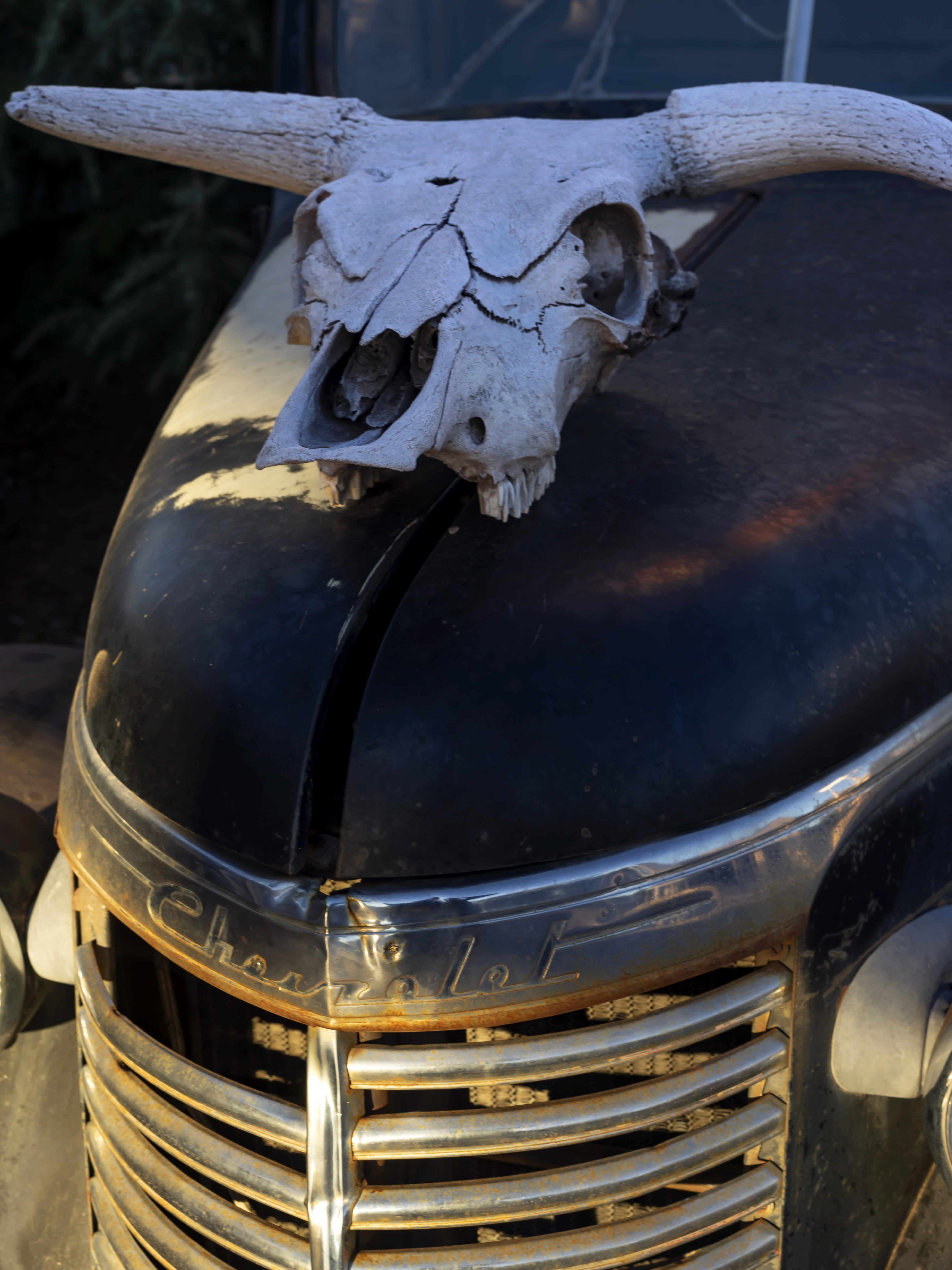 outdoors, abandoned, route 66, animal body part, chevy, focus on foreground, chevy skull, no people, high angle view, yavapai county, steer, animal skull, Phone HD Wallpaper