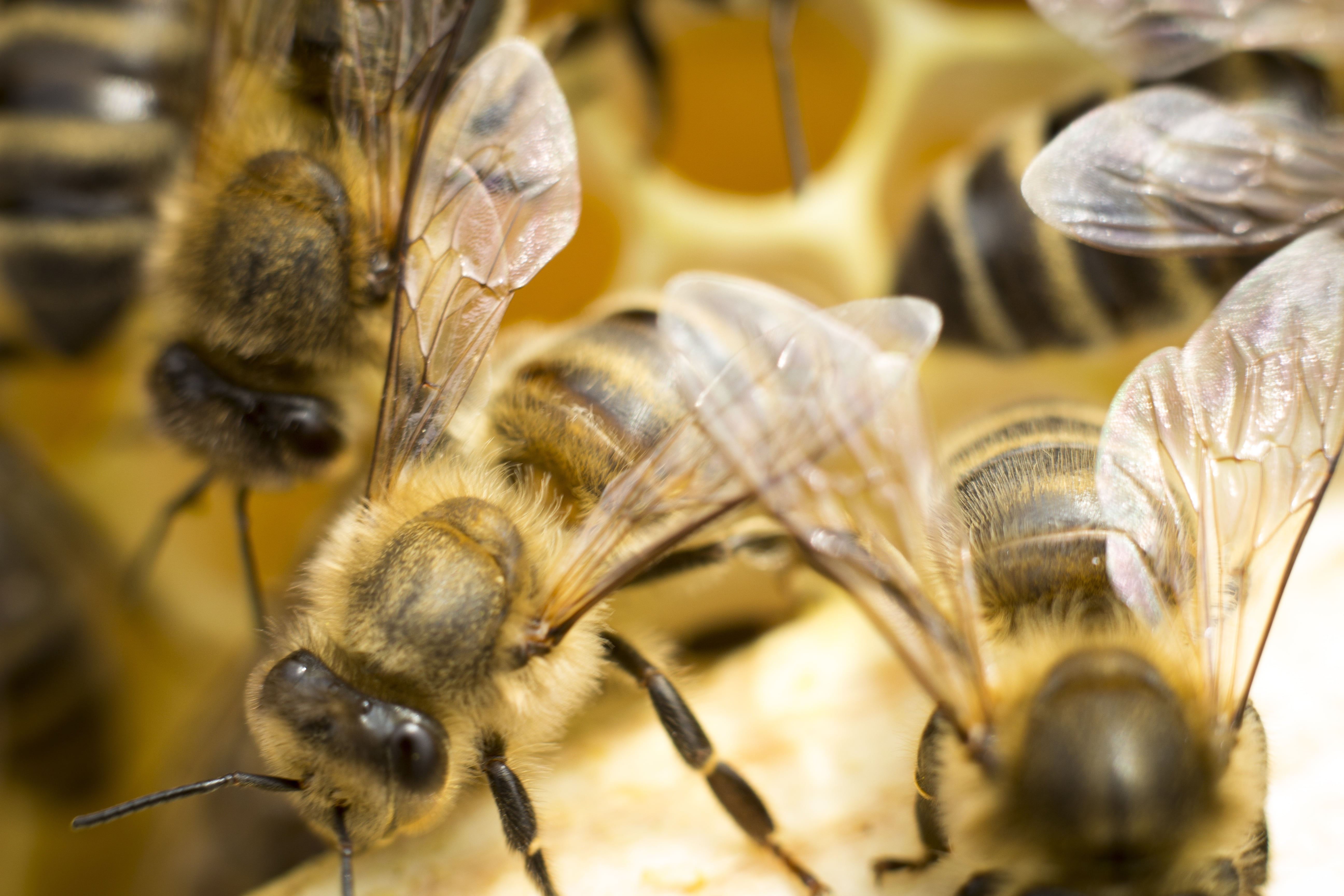invertebrate, ul, bees, honeycomb, animal, beekeeping, yellow, animal body part, extreme close-up, focus on foreground, honey, macro, group of animals, HD Wallpaper