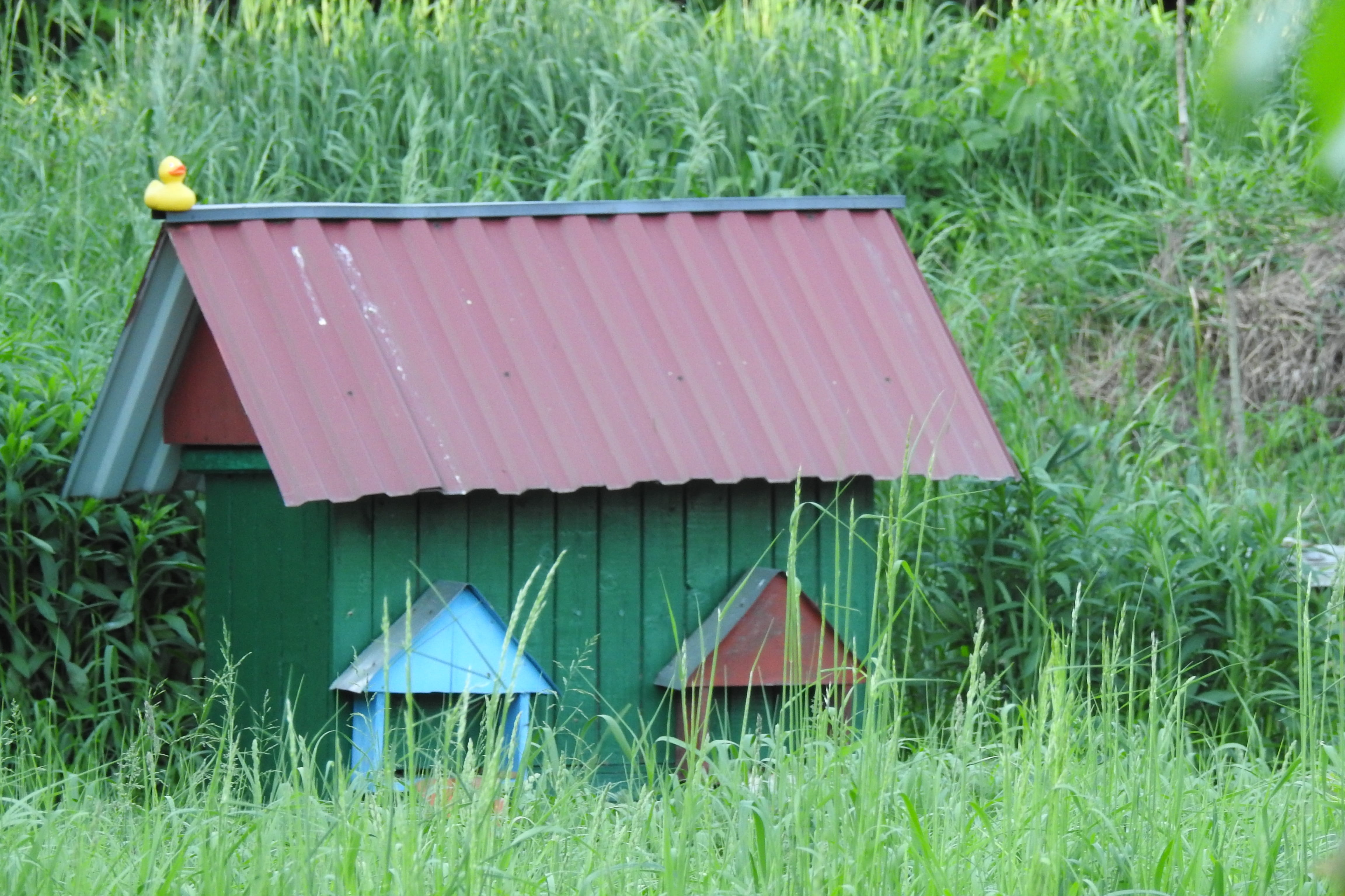 built structure, day, distributional effects, house, nature, beekeeping, pasieka, bee-keeping, wood - material, land, insect, green color, no people, field, HD Wallpaper