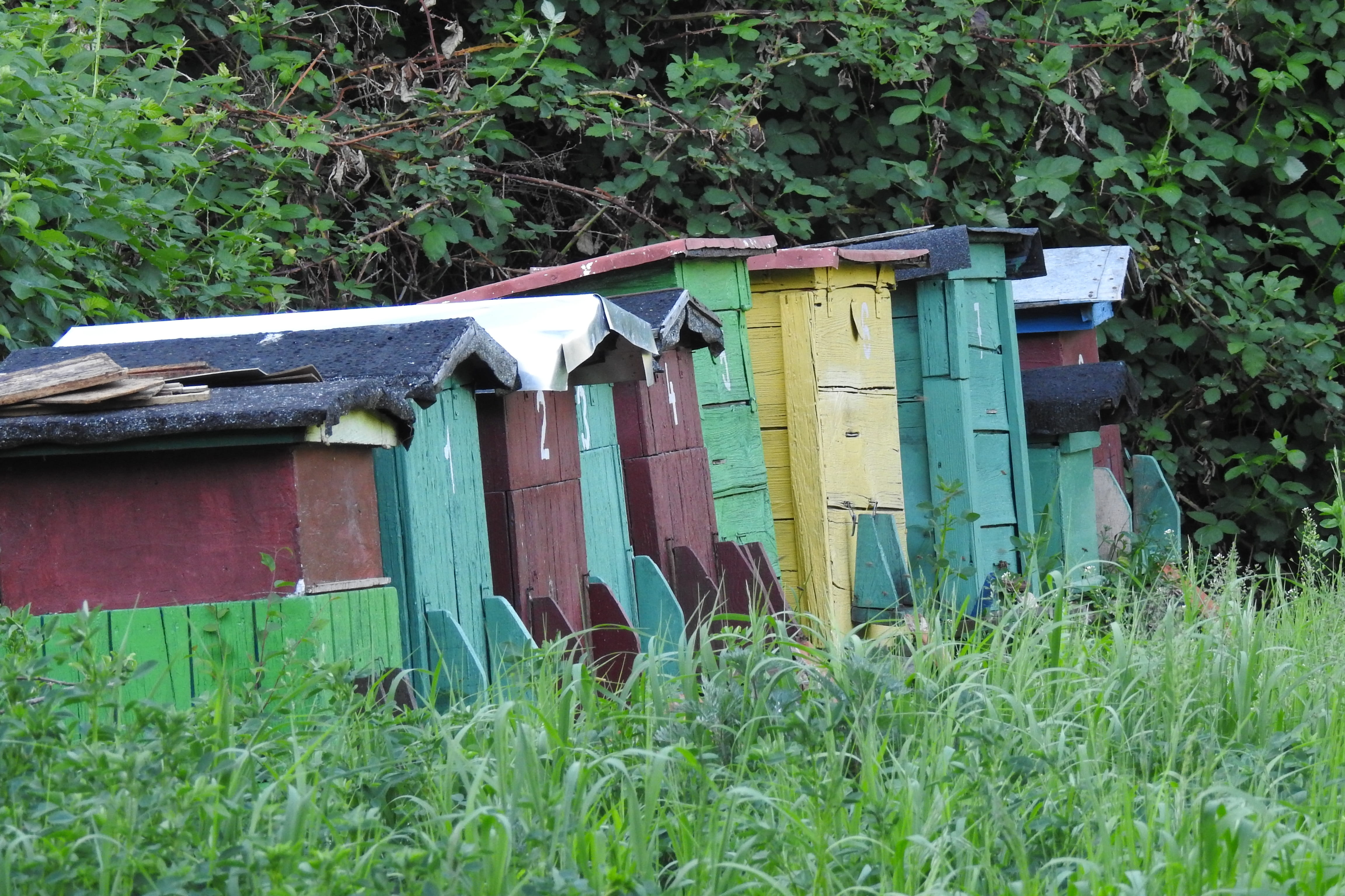 pasieka, insect, grass, building, land, day, beekeeping, wood - material, building exterior, honey, field, house, outdoors, bees, plant, green color, nature, HD Wallpaper