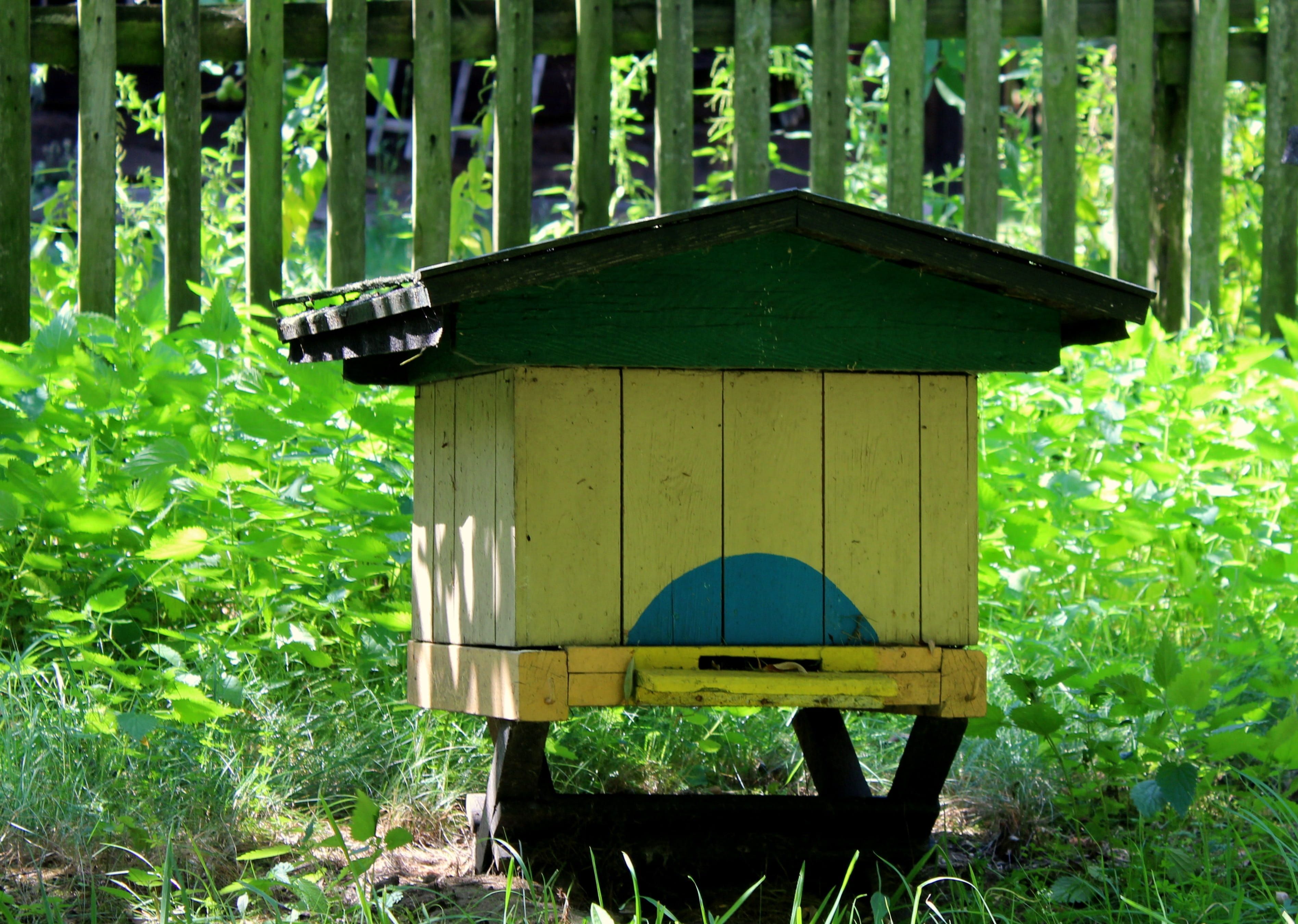 bees, focus on foreground, plant part, day, bee-keeping, sunlight, green color, ul, insect, honey, no people, garden, nature, plant, birdhouse, summer, HD Wallpaper