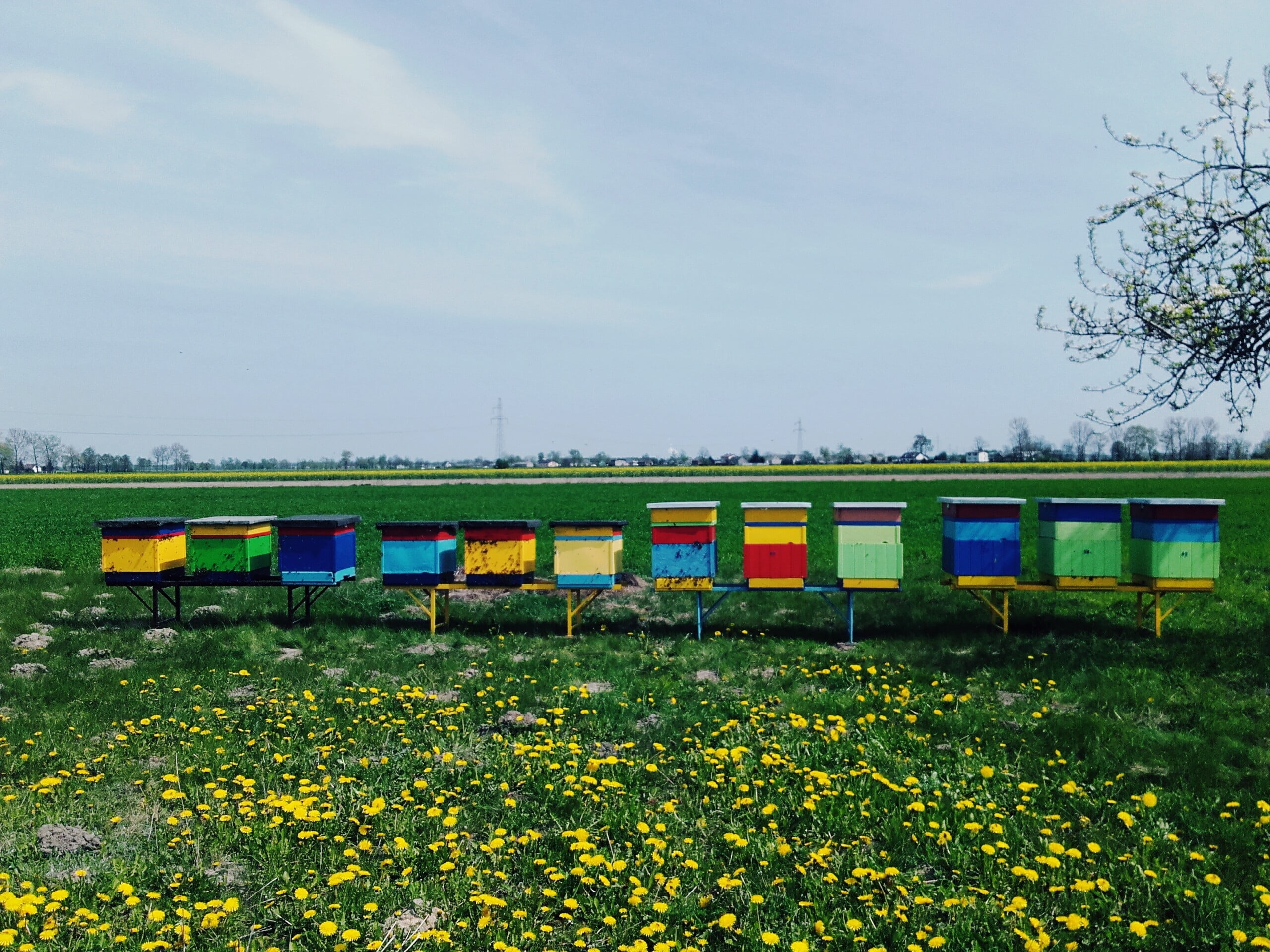 field, ule, beauty in nature, train - vehicle, osa, 2K, ul, plant, container, sky, flowering plant, poland, honey, growth, meadow, flower, train, tree, HD Wallpaper