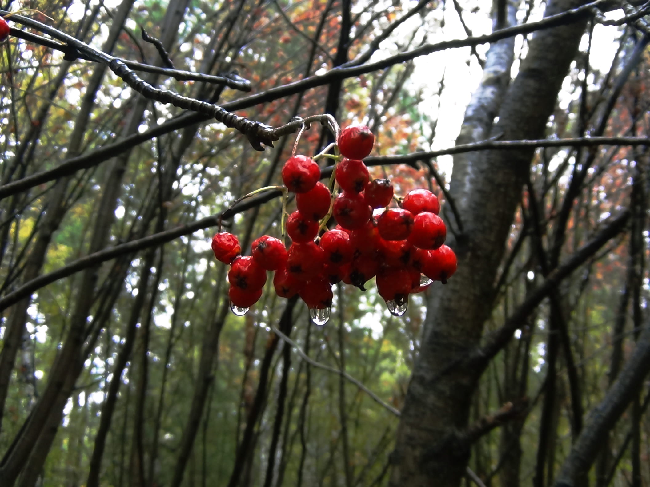 forest, low angle view, outdoors, growth, tree, close-up, trees, food, russia, berry fruit, food and drink, ripe, branch, no people, ul. zhukovskogo, novosibirsk, HD Wallpaper