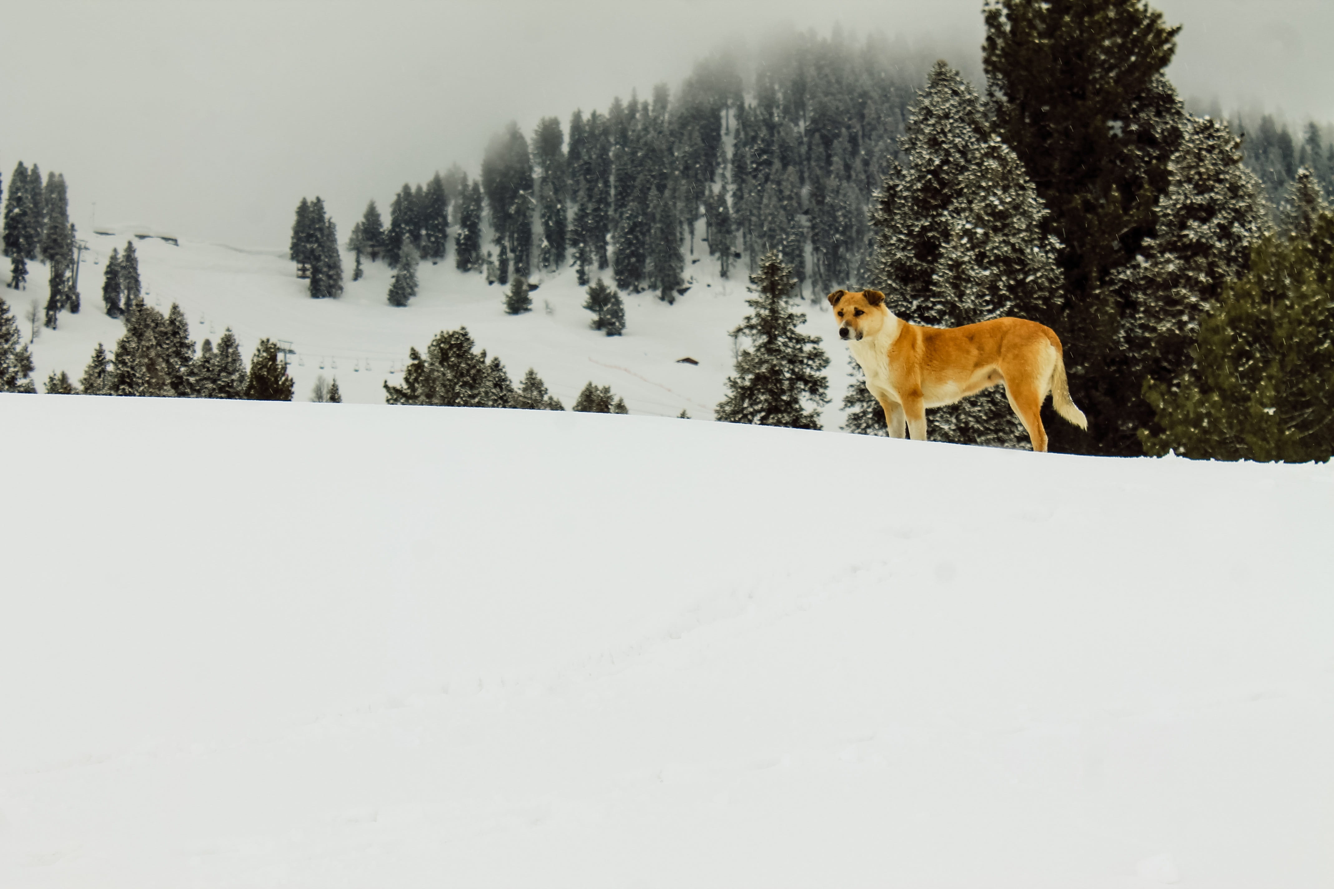 animals, scenic, river, plant, natural, winter, pets, animal, 4K, nature, dog, travel, snow, domestic animals, mountain, domestic, swat, vertebrate, cold temperature, HD Wallpaper