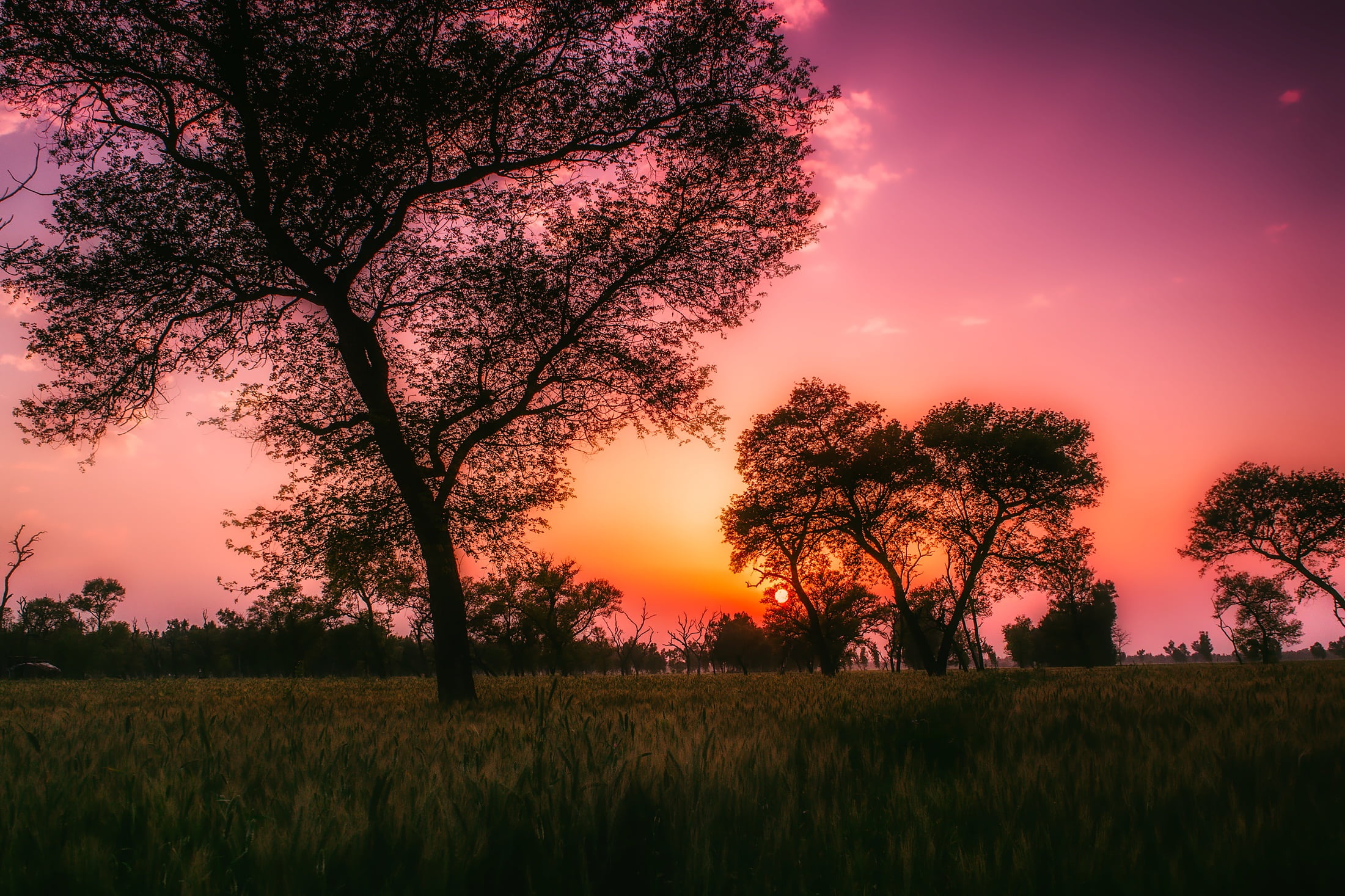 hour, nature, orange color, clouds, country, silhouette, grass, outdoors, land, growth, 1080P, trees, plant, landscape, tranquil scene, environment, tranquility, HD Wallpaper