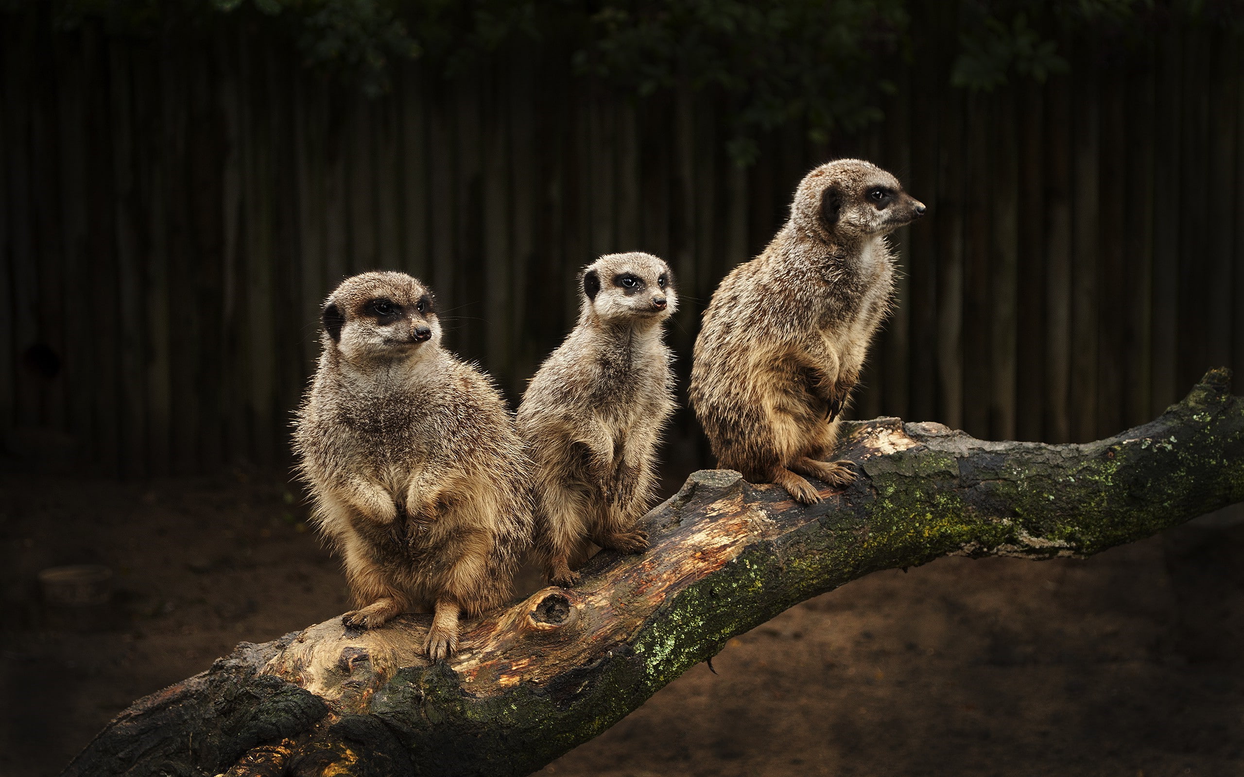 animals suricate meerkats, plant, focus on foreground, vertebrate, animal, bird, three animals, outdoors, animal themes, looking, day, young animal, tree, HD Wallpaper