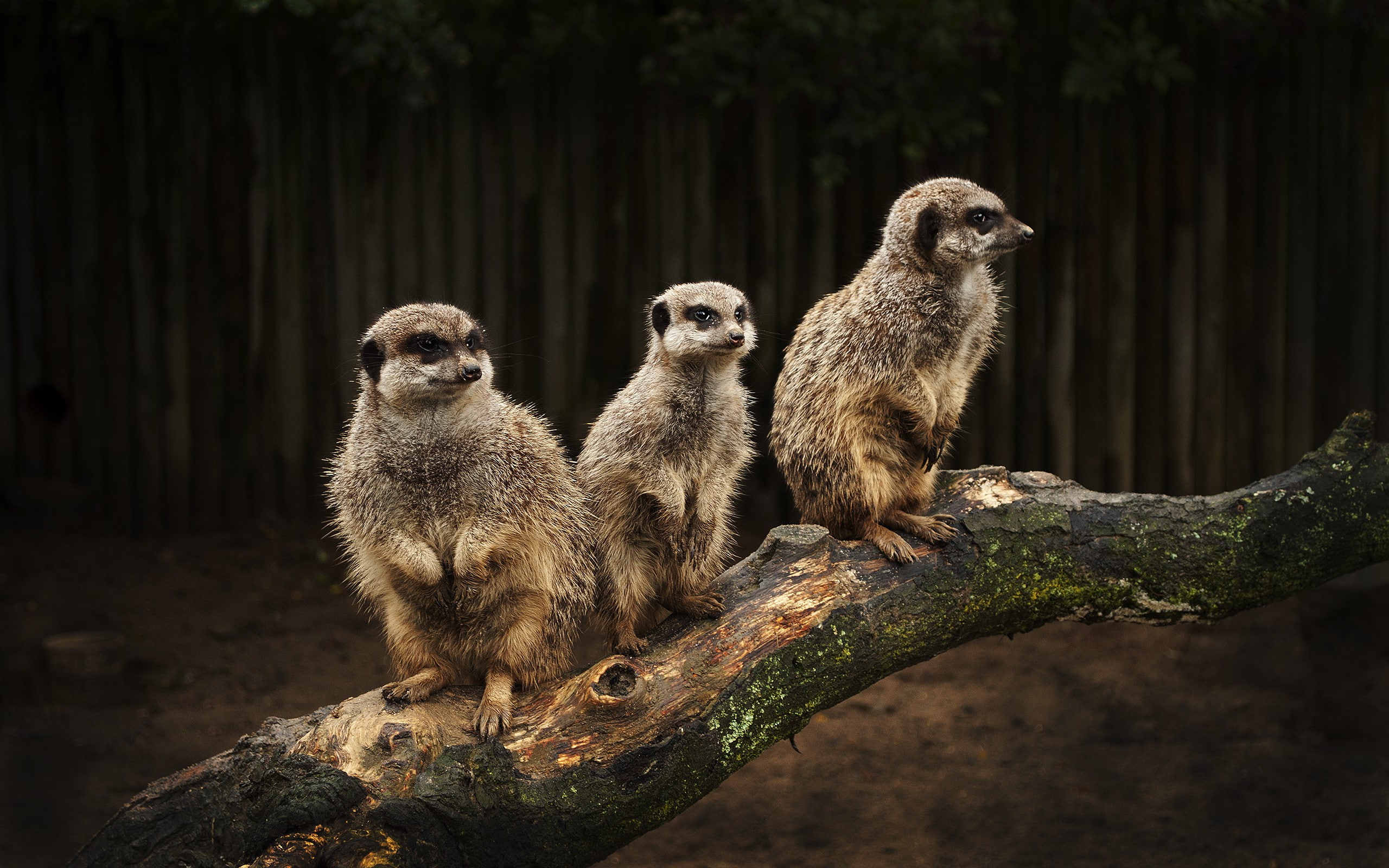 no people, plant, animal family, vertebrate, three animals, outdoors, Suricate, sitting, Meerkats, animals, animal themes, day, mammal, animal wildlife, HD Wallpaper