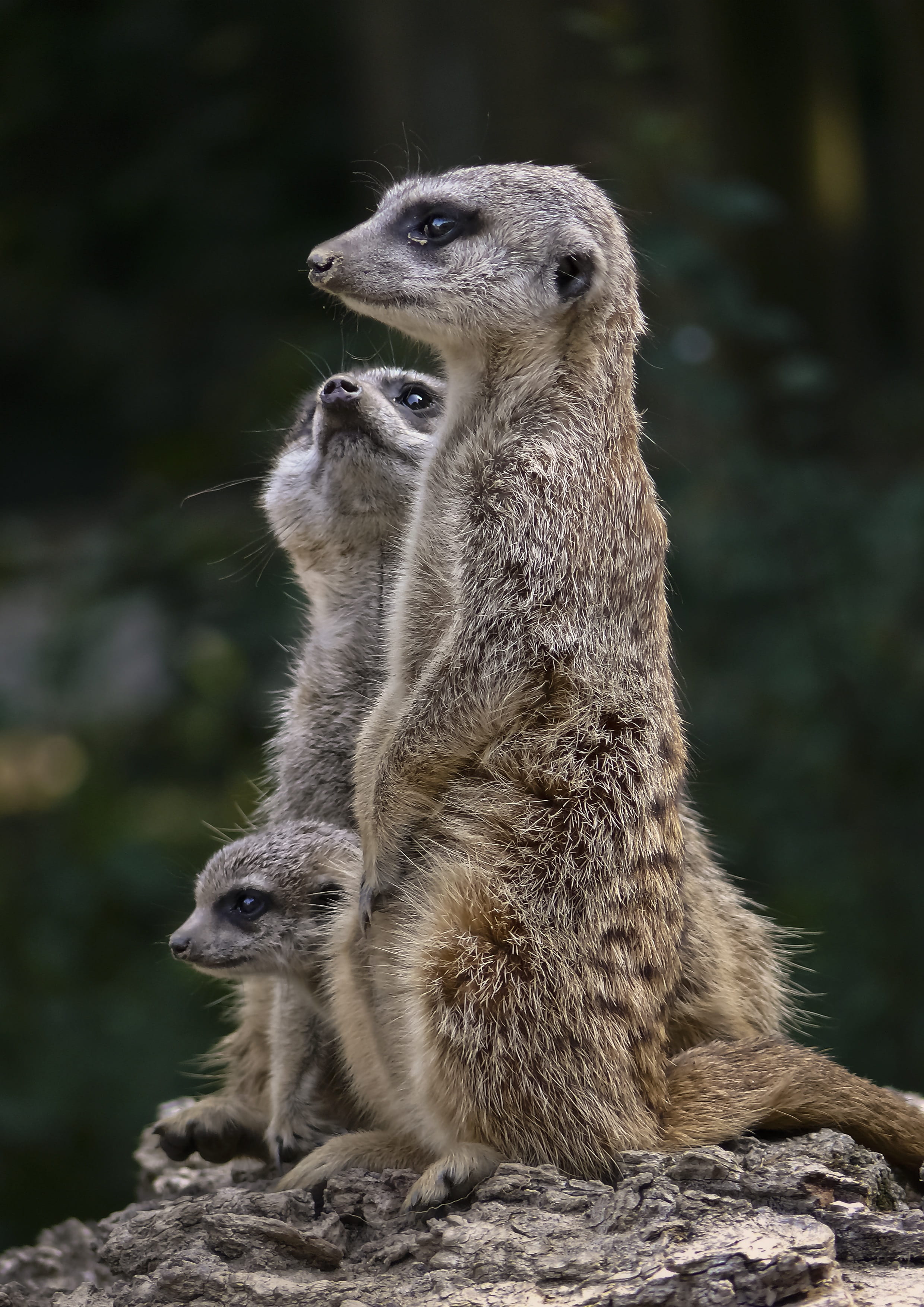 mammal, animal family, two animals, rock, suricate, looking, care, outdoors, solid, no people, animal themes, day, animal, mongoose, vertebrate, 2K, group of animals, Phone HD Wallpaper
