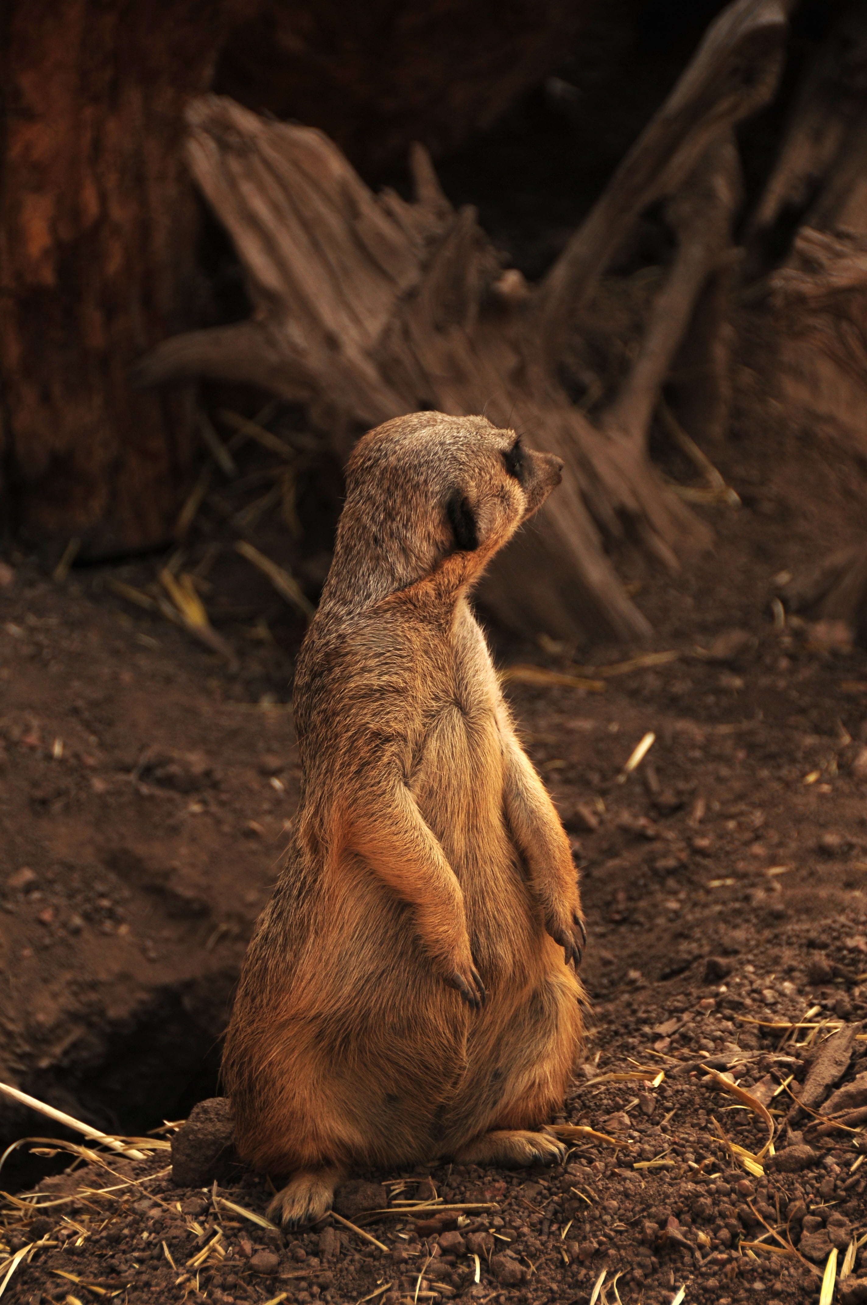 outdoors, field, 4K, african animal, nature, suricate, animals in the wild, vertebrate, meerkat, animal themes, no people, africa, sitting, land, mammal, Phone HD Wallpaper