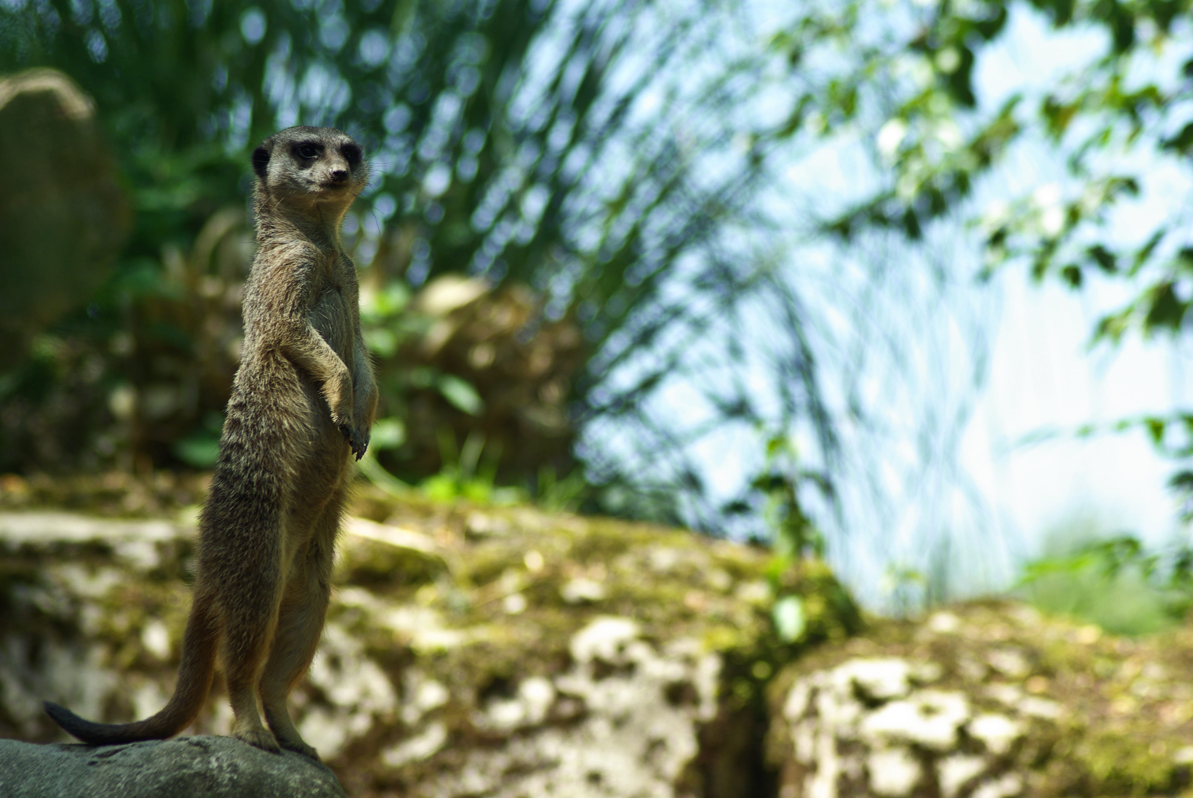 outdoors, park, animals in the wild, focus on foreground, wild, lemur, cute, small, portrait, one animal, tree, mammal, meerkat, snout, nature, animal wildlife, HD Wallpaper