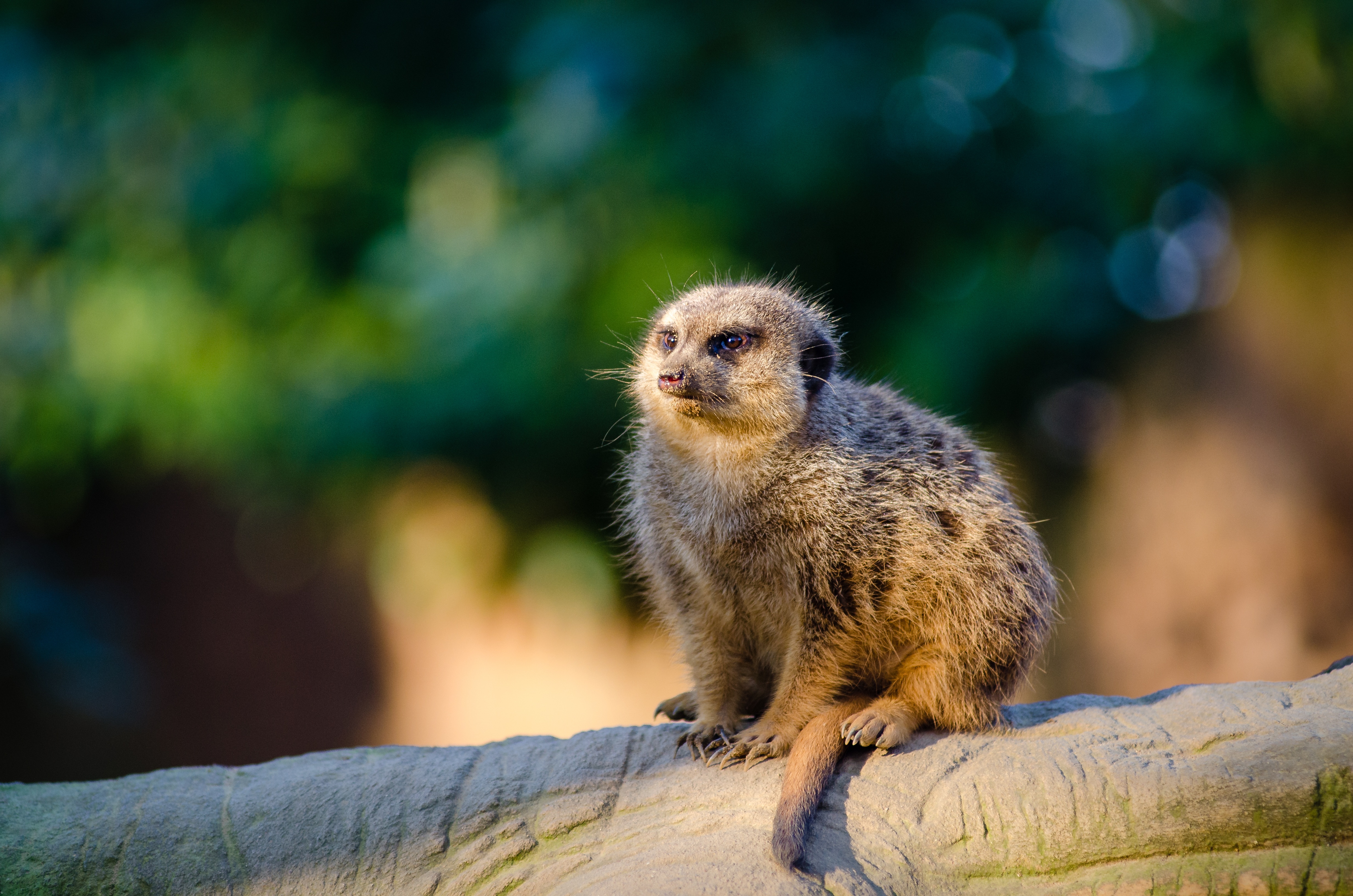 africa, rodent, wild animal, one animal, animal, rock, tree, suricate, mammal, animal wildlife, no people, 4K, rock - object, day, nature, vertebrate, HD Wallpaper