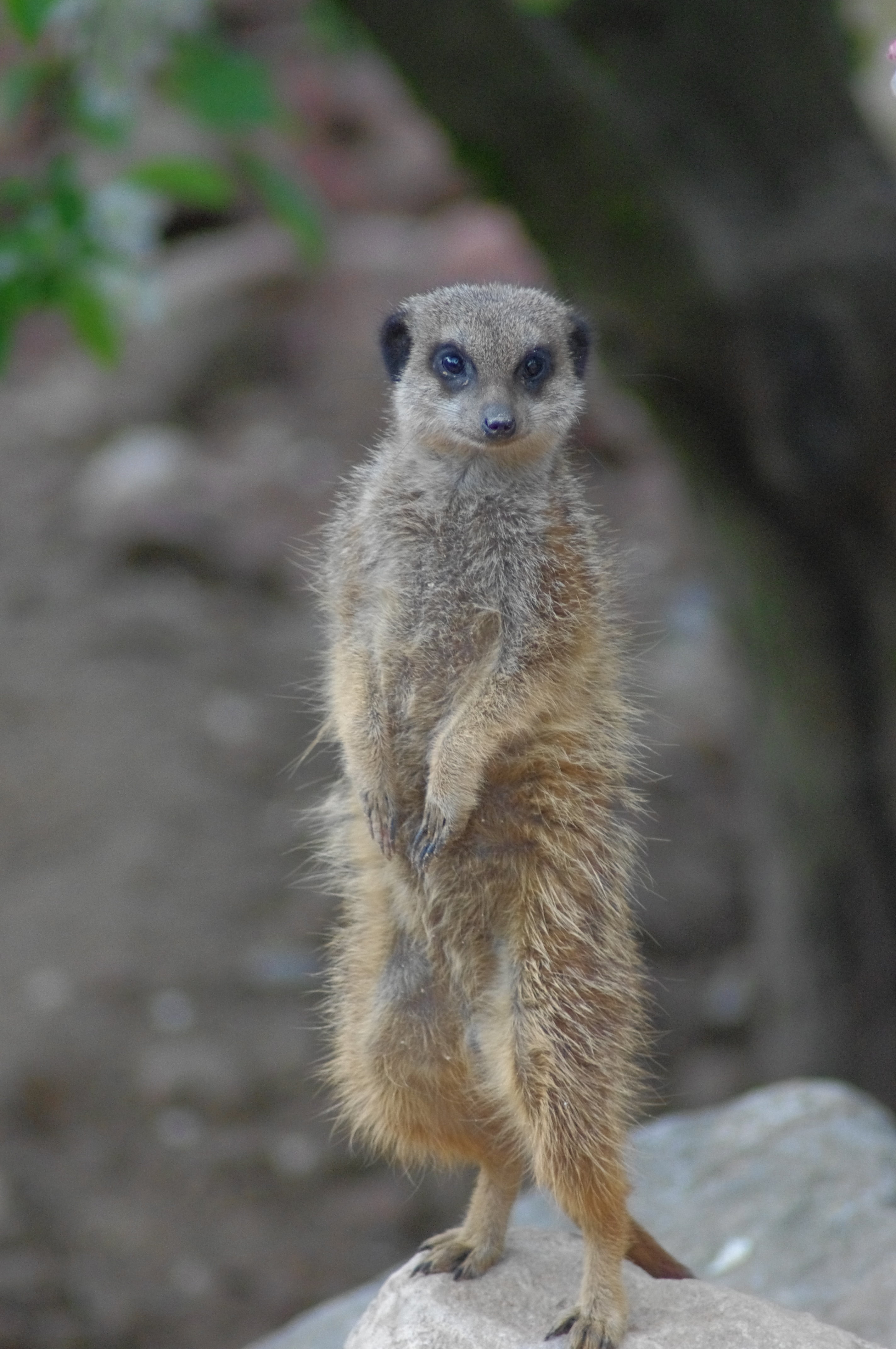 animals, land, meerkat, full length, nature, no people, 4K, suricate, outdoors, animal wildlife, looking, africa, portrait, focus on foreground, looking at camera, Phone HD Wallpaper