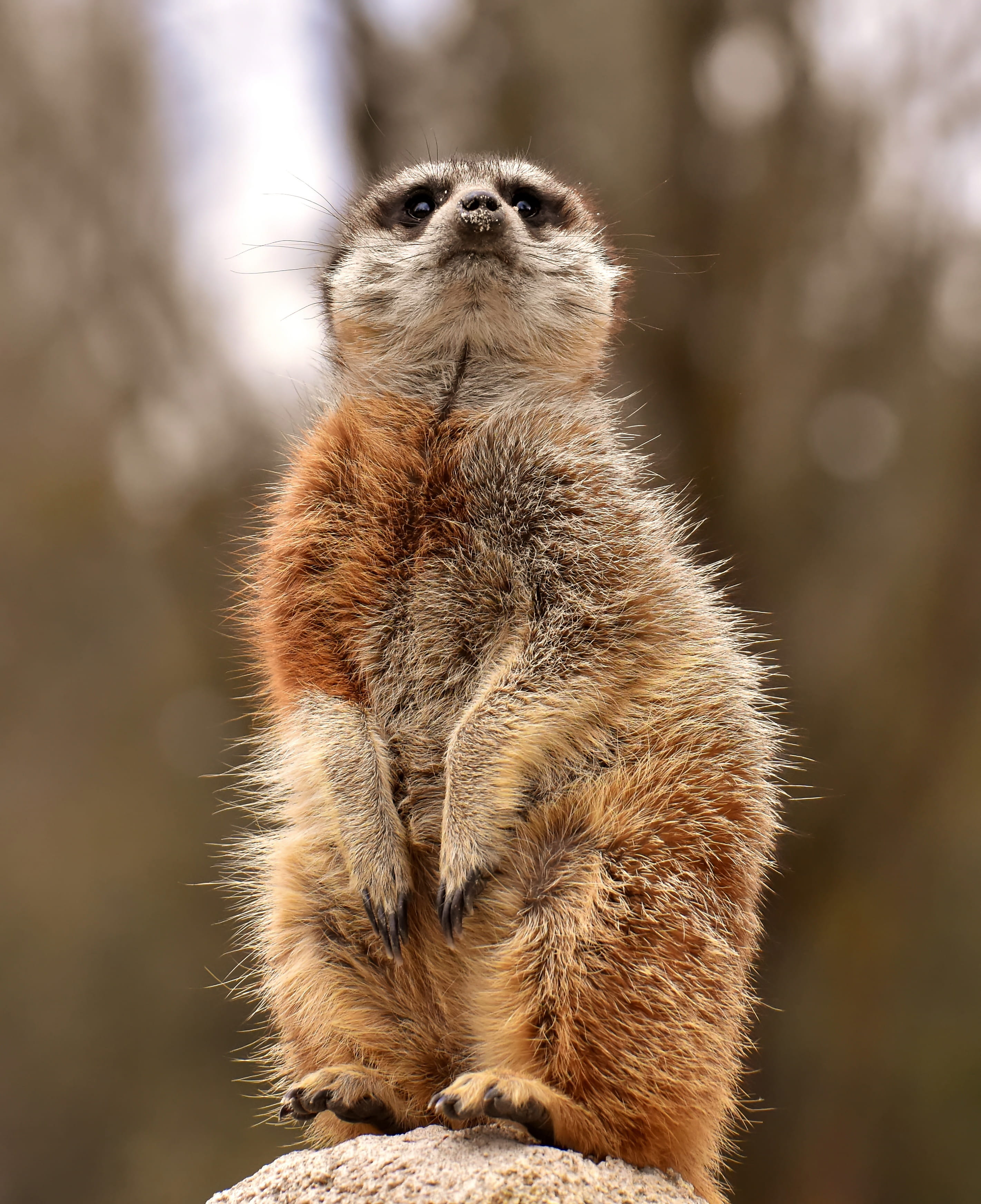 meerkat, lookout, ecology, looking away, animal wildlife, hair, one animal, animals in the wild, day, nature, cute, focus on foreground, furry, mongoose, Phone HD Wallpaper
