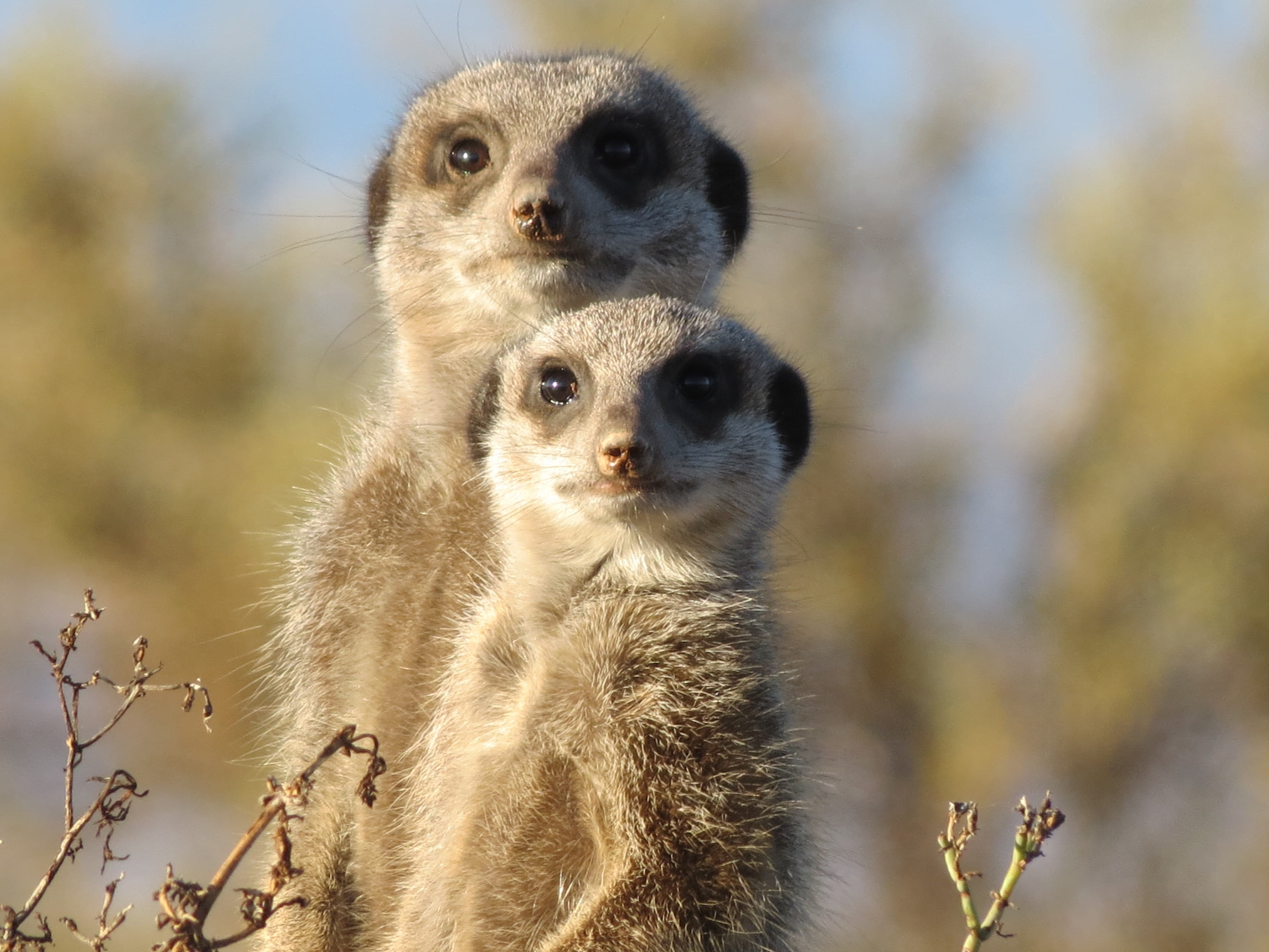 close-up, wild, animal wildlife, care, creature, two animals, wildlife, animal family, ootdshoorn, group of animals, portrait, south africa, young animal, HD Wallpaper