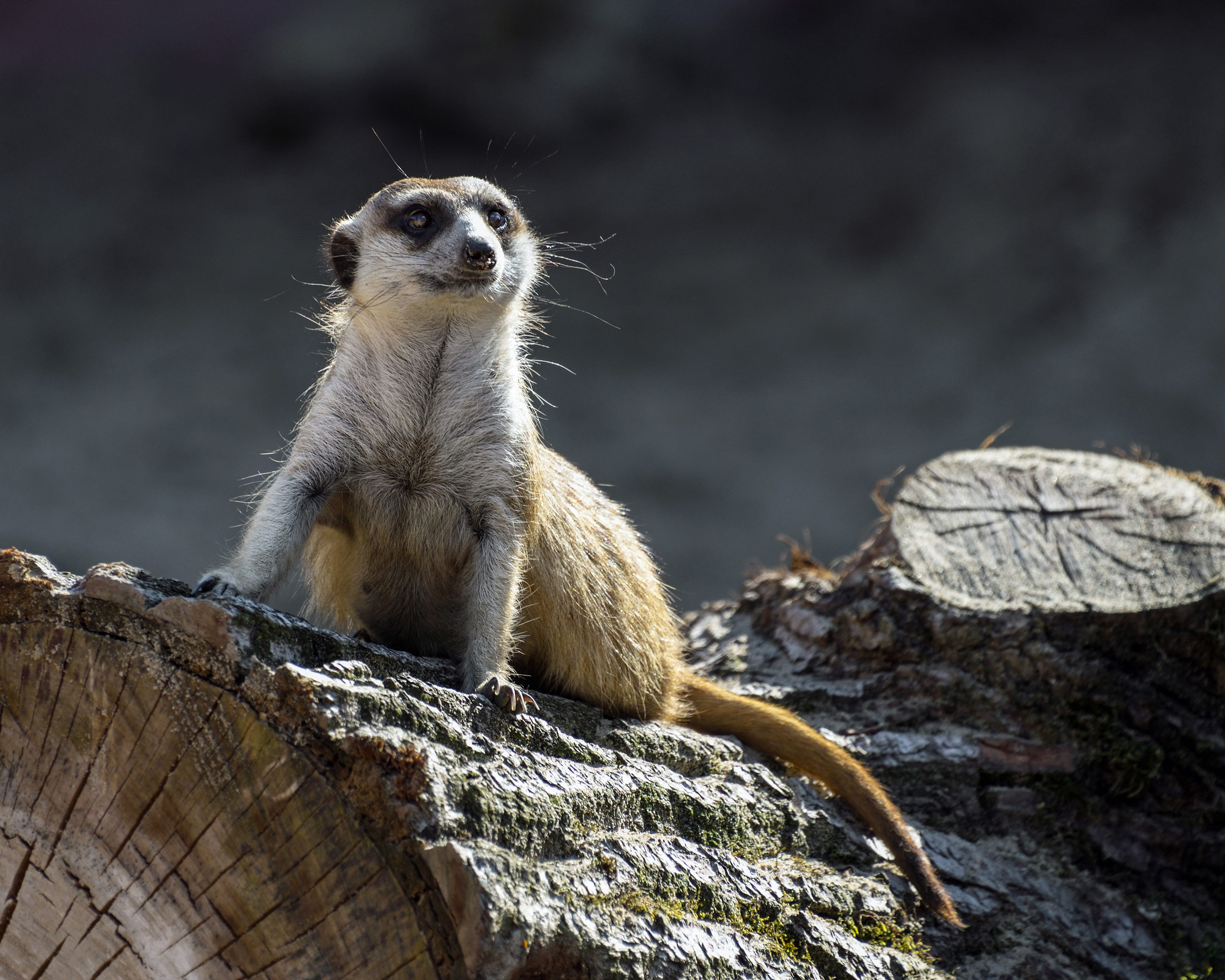 wood, mammal, day, suricate, 4K, animals in the wild, looking, no people, bark, nature, vertebrate, close-up, rock, focus on foreground, tree trunk, outdoors, HD Wallpaper