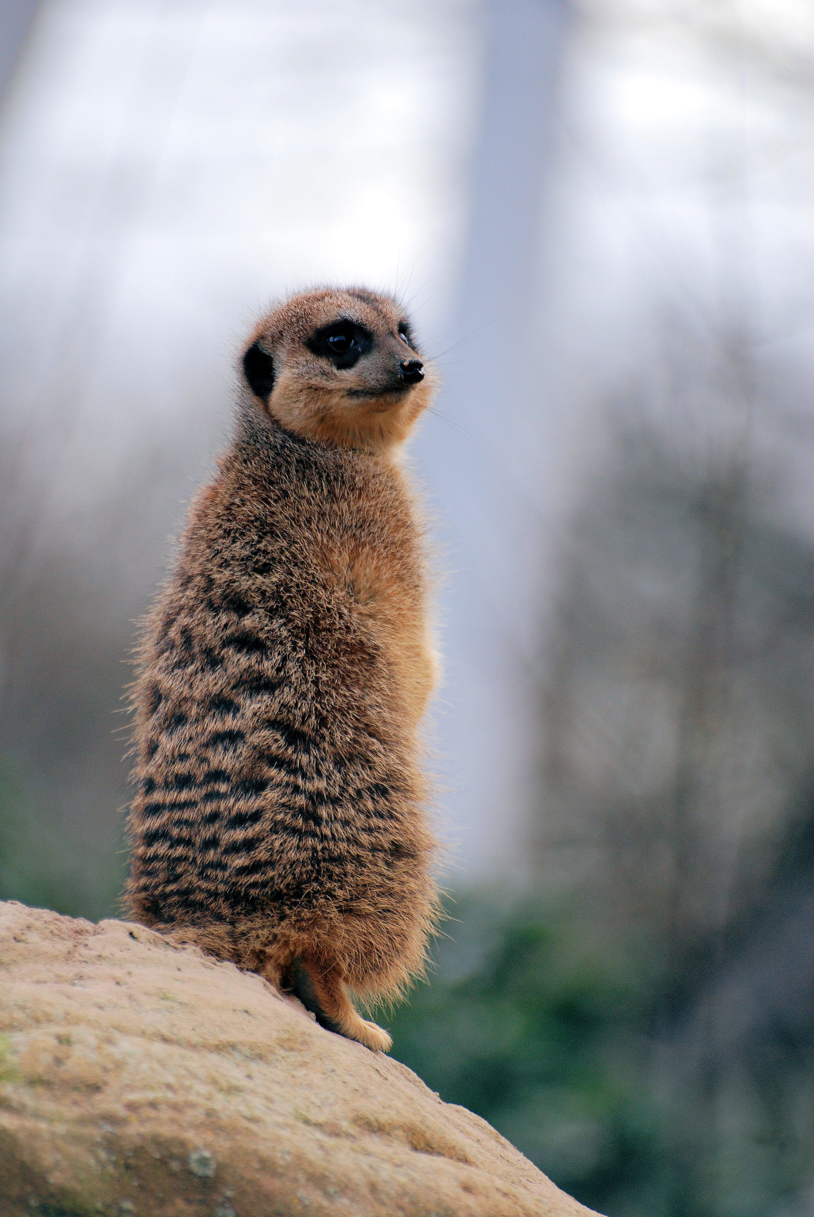 looking away, guard, mammal, animal wildlife, nature, full length, meerkat, 4K, animal, animal themes, vertebrate, animals in the wild, desert, close-up, Phone HD Wallpaper