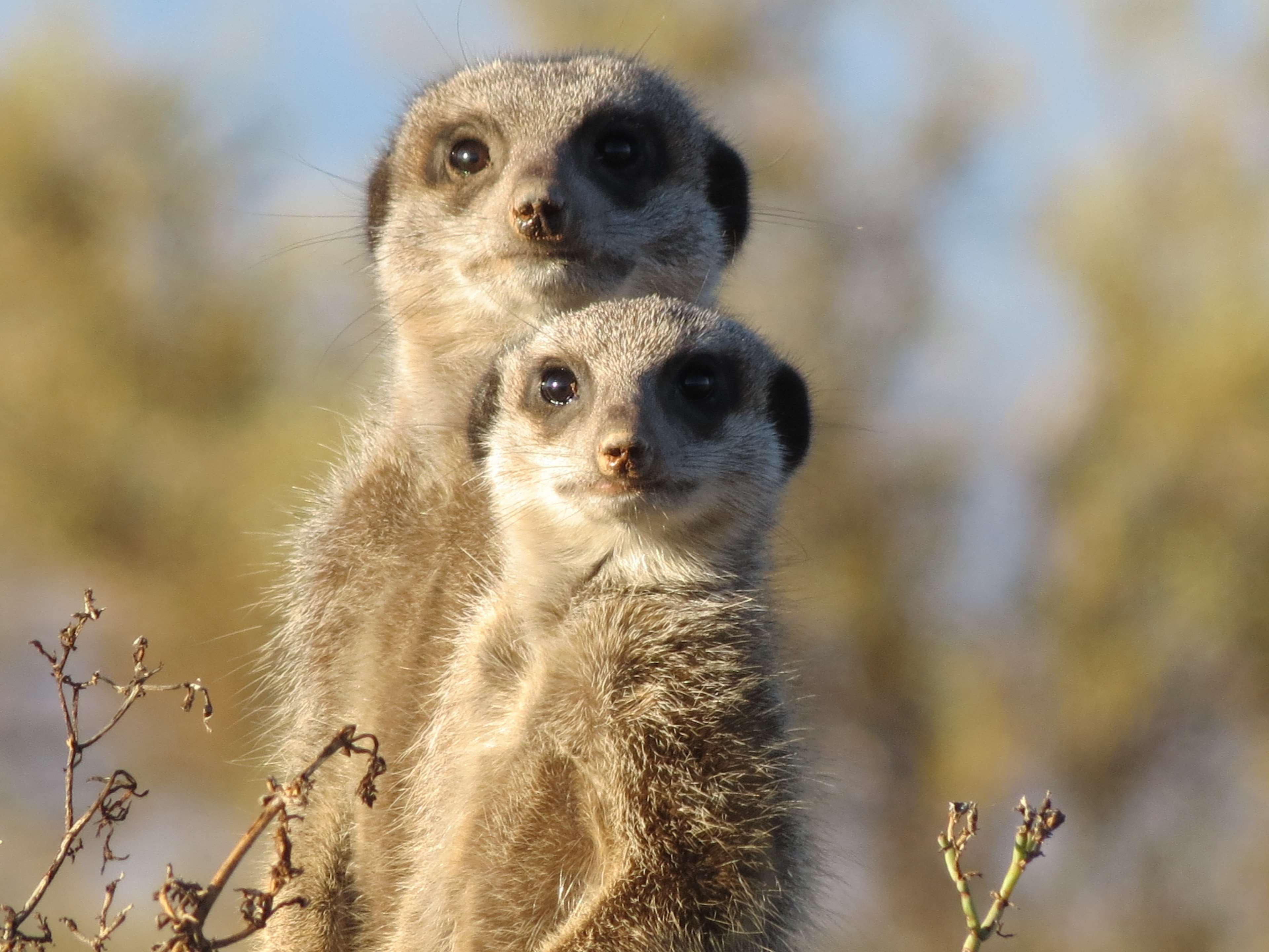 4K, animals in the wild, focus on foreground, suricates, animals, close-up, meerkats, looking at camera, care, macro, protection, two animals, mammal, HD Wallpaper