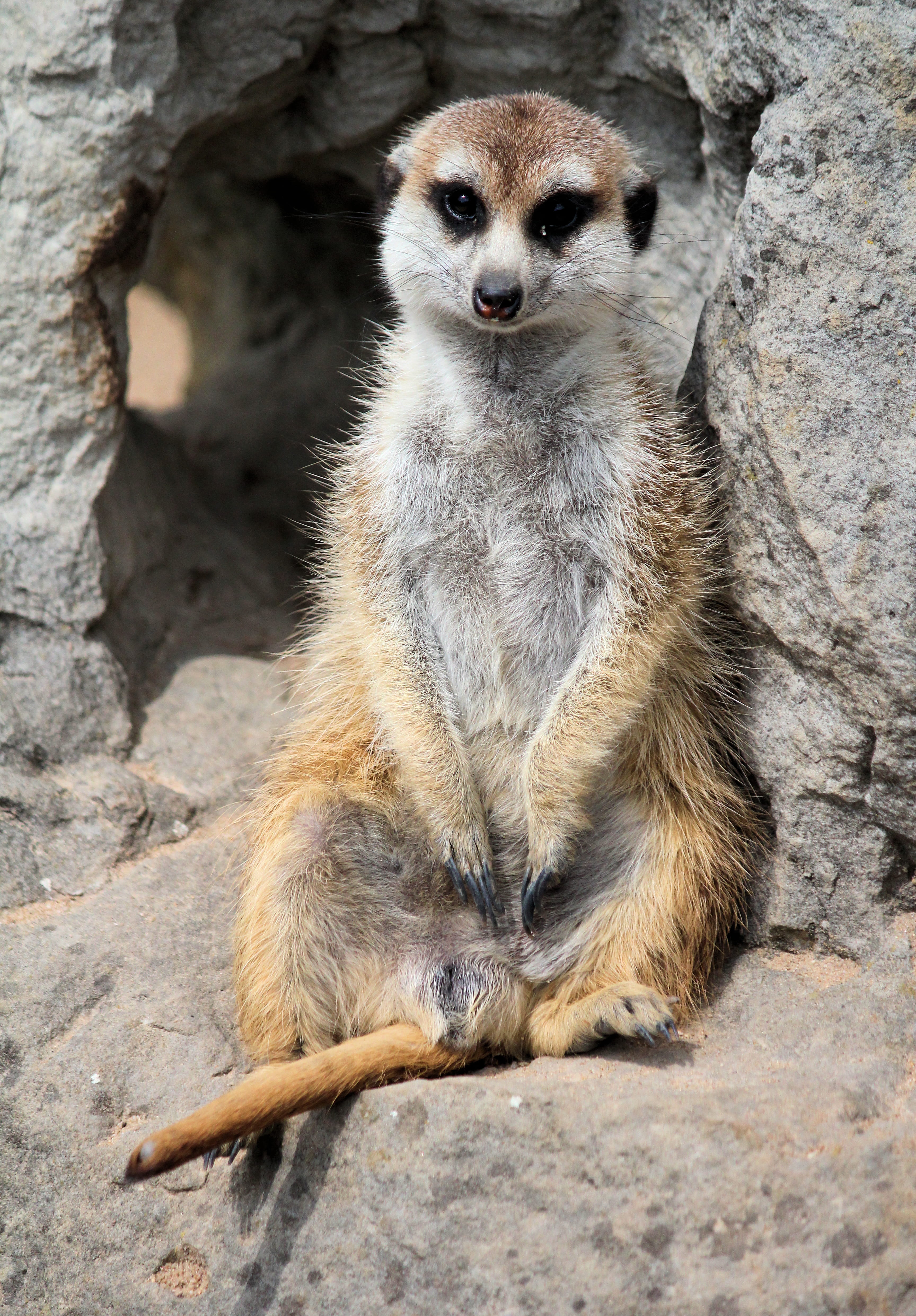 focus on foreground, outdoors, animal wildlife, sitting, canine, solid, animal, dresden, meerkat, suricate, day, rock - object, dog, look, 4K, animals in the wild, Phone HD Wallpaper