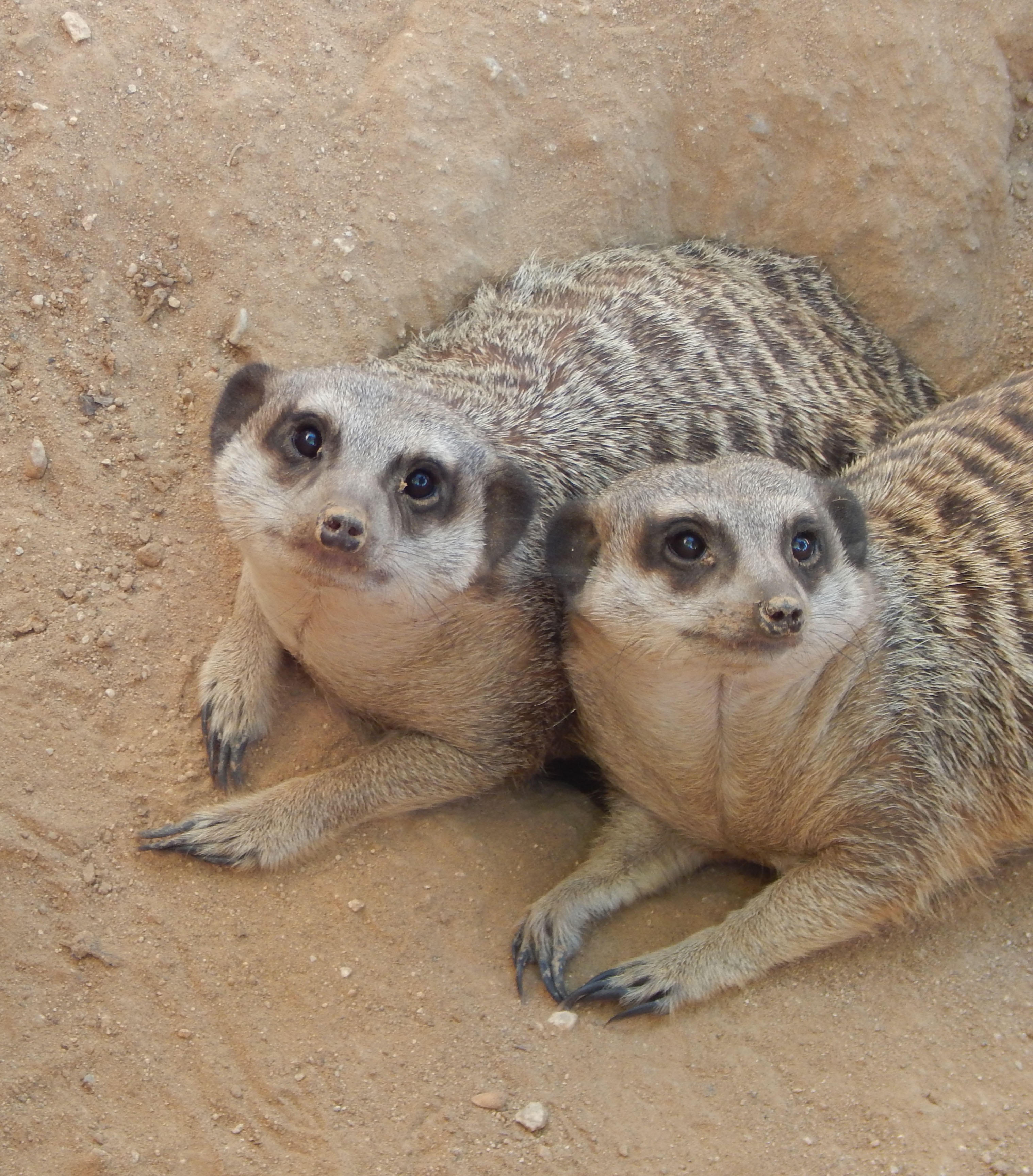 day, 2K, sand, meerkat, two, carnivore, mammal, animal family, animal themes, cute, alert, suricate, togetherness, zoo, looking at camera, vertebrate, Phone HD Wallpaper