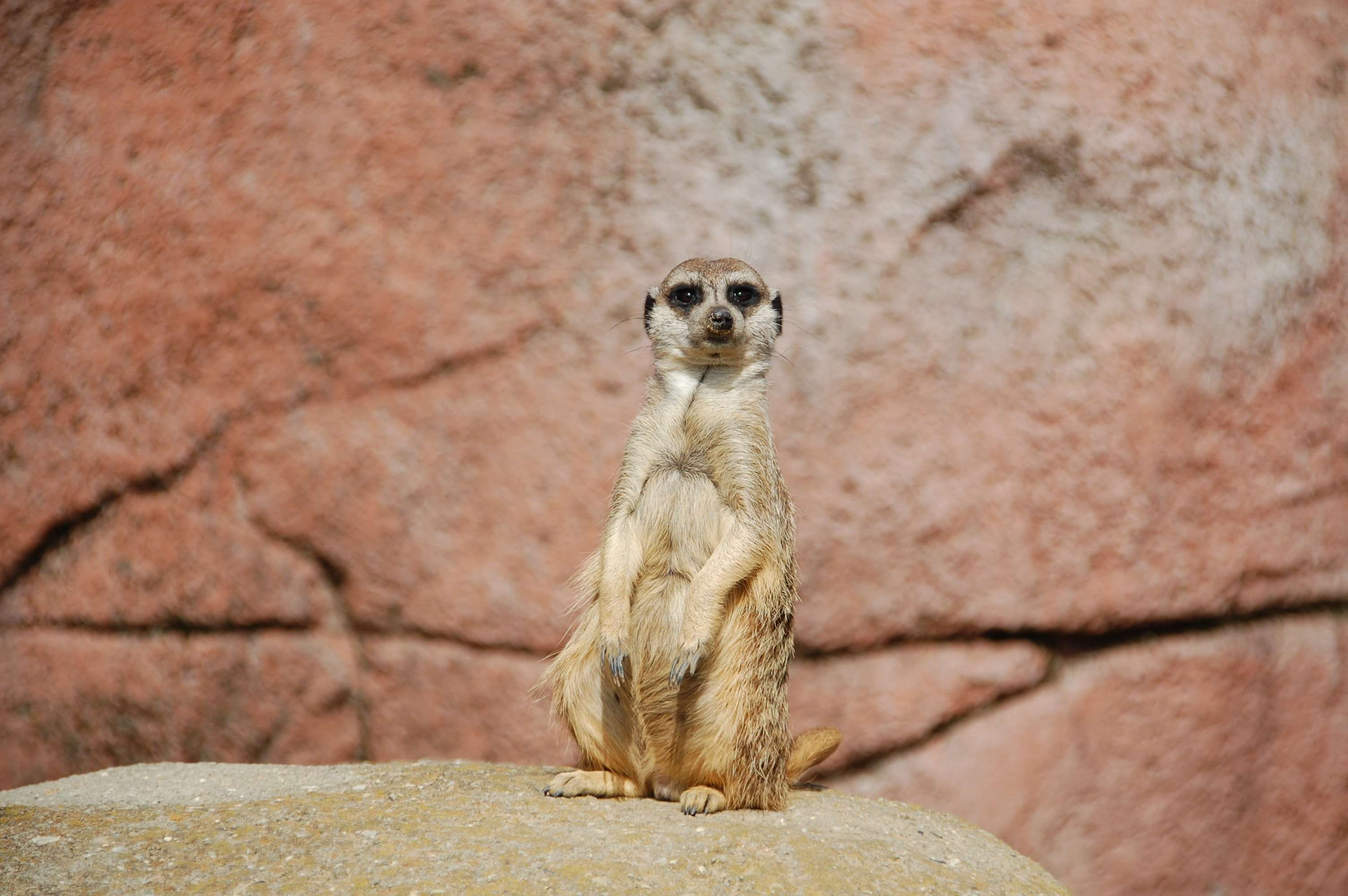 outdoors, no people, one animal, suricate, 2K, mammal, nature, day, solid, focus on foreground, wildlife, animal themes, rock - object, looking, animal, HD Wallpaper