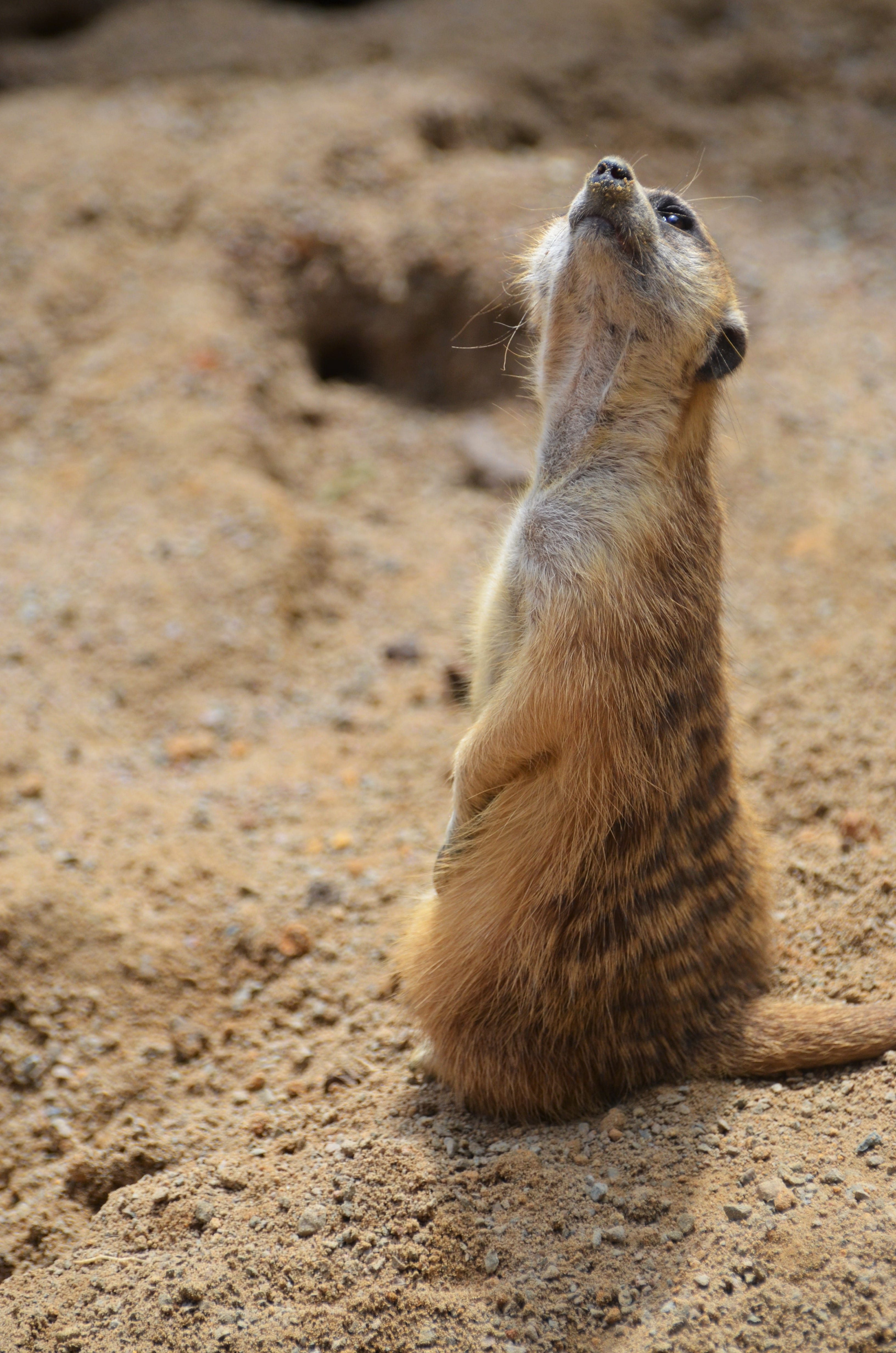 focus on foreground, africa, suricate, photography, rodent, fauna, whisker, selective, family herpestidae, animal, day, field, outdoors, sunlight, mammal, Phone HD Wallpaper