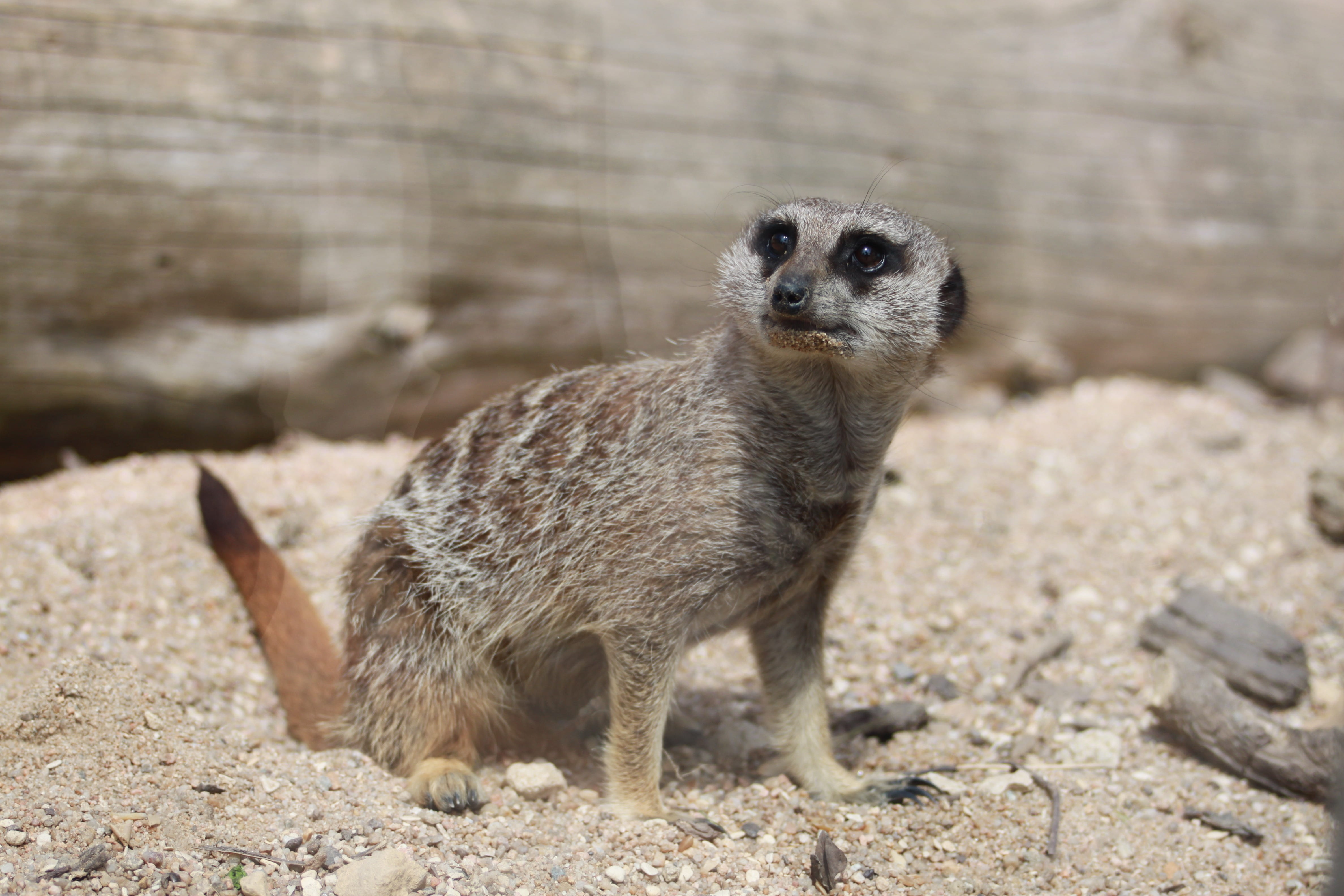 alertness, day, nature, looking at camera, land, animal wildlife, 4K, beauvalle, cute, portrait, animals in captivity, meerkat, vertebrate, standing, no people, HD Wallpaper