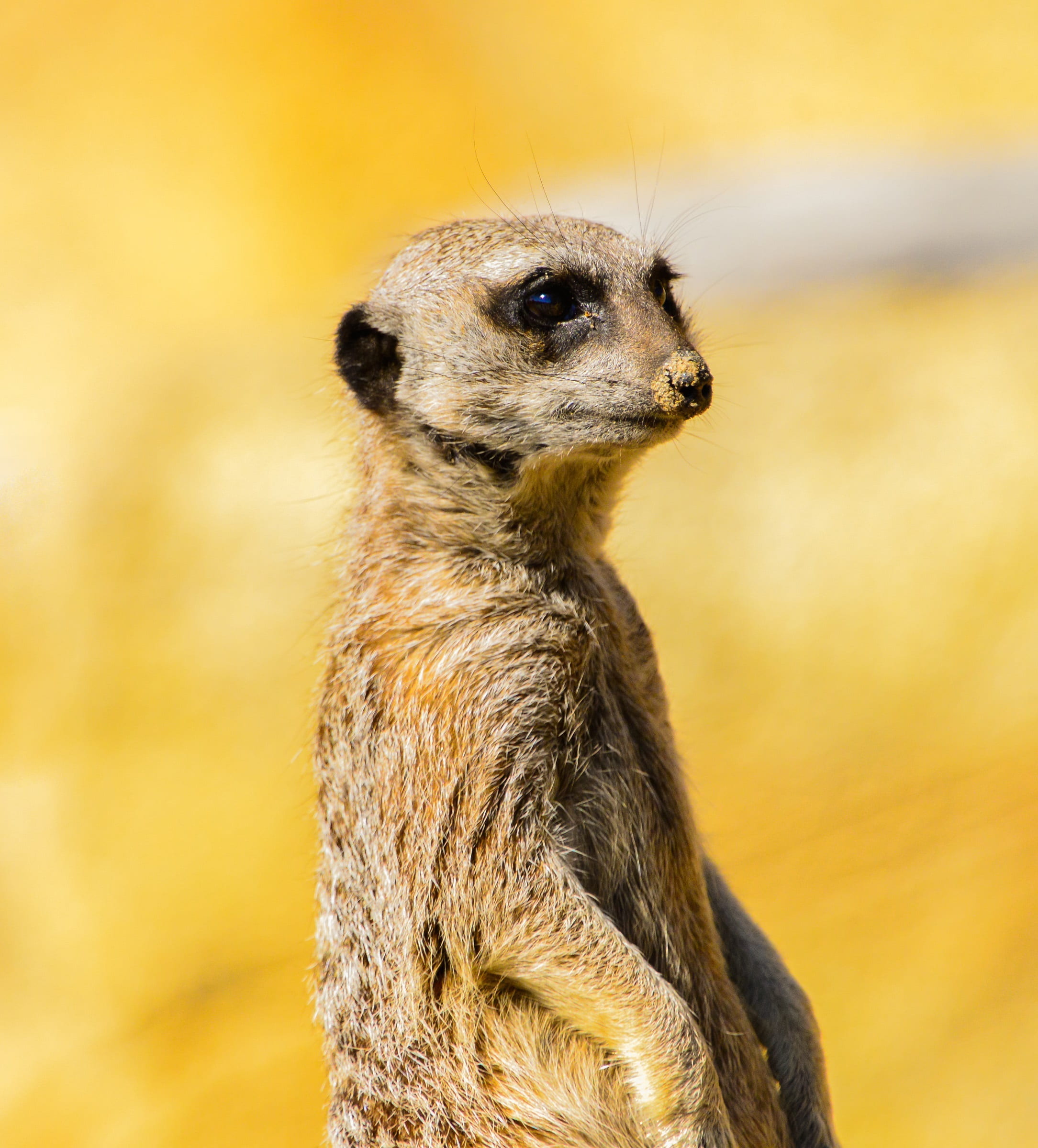 day, standing, portrait, wildlife, no people, watching, animal wildlife, sunlight, mongoose, animal themes, vertebrate, alertness, outdoors, animal, close-up, Phone HD Wallpaper