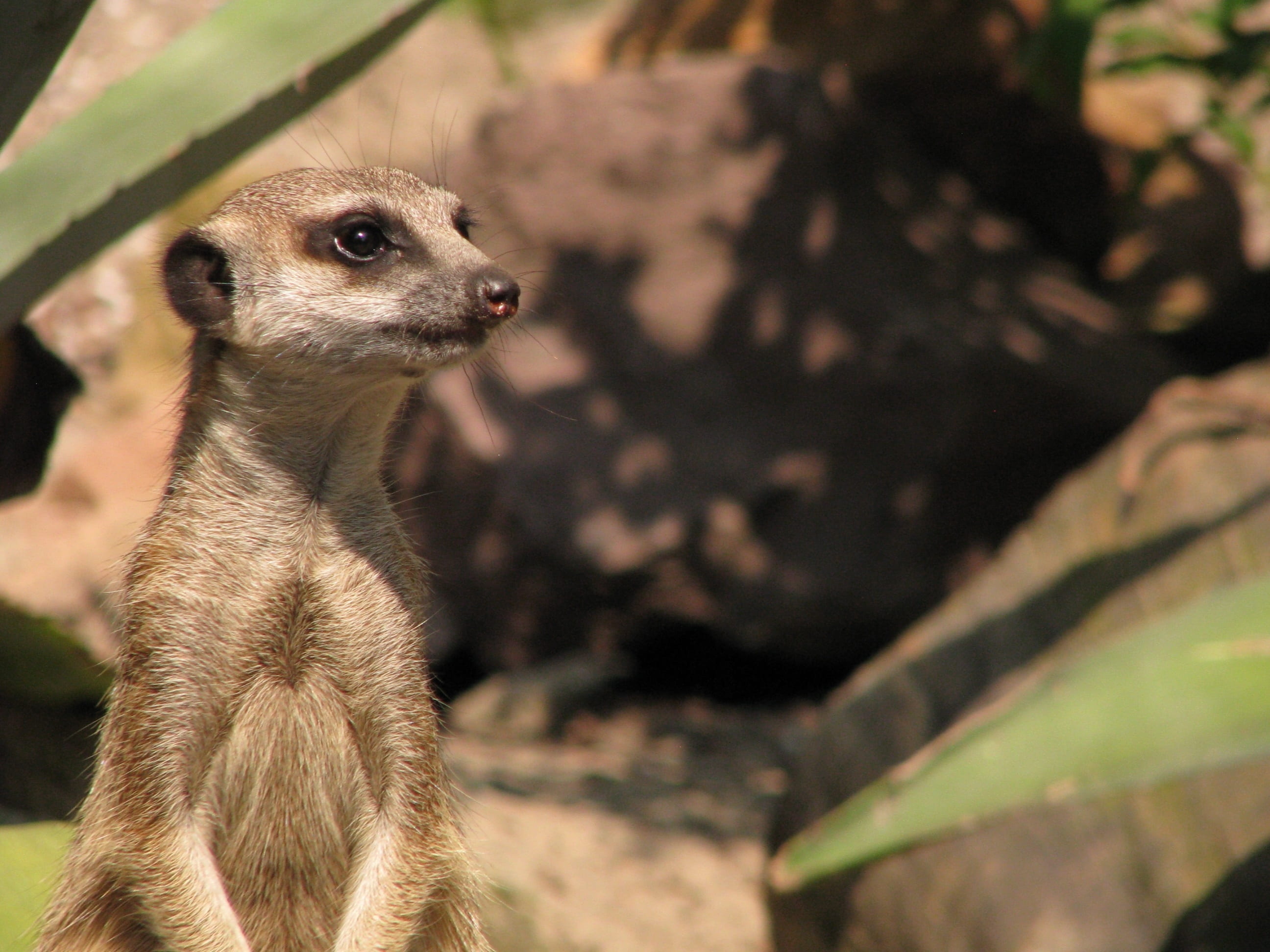 curiosity, portrait, small, looking away, nature, cute, animal, suricate, whisker, looking, zoo, african, no people, animal head, one animal, mammal, animal body part, HD Wallpaper