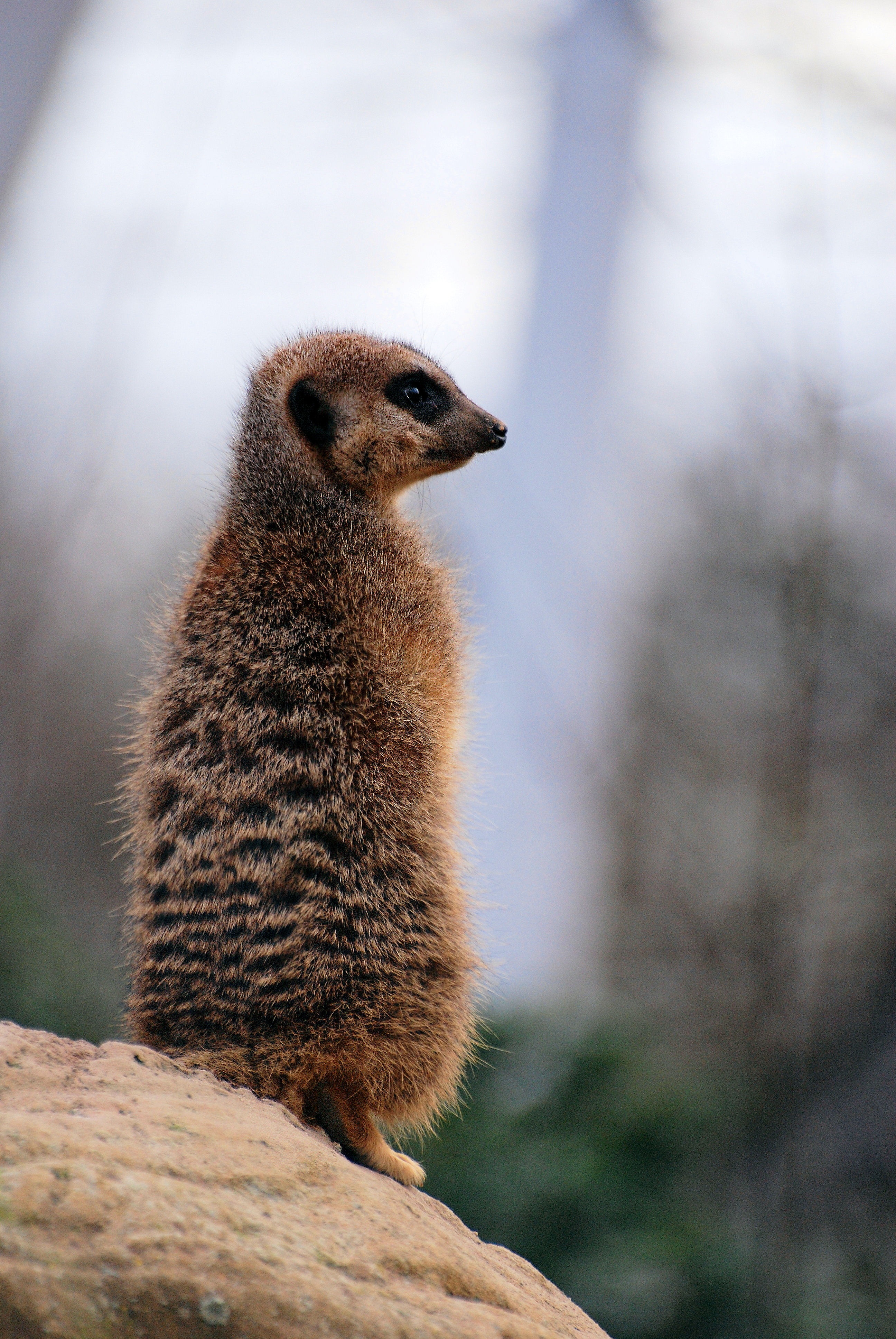 looking away, nature, wildlife, lookout, desert, solid, meerkat, suricate, rock, guard, day, rock - object, close-up, animal, looking, full length, animals in the wild, Phone HD Wallpaper