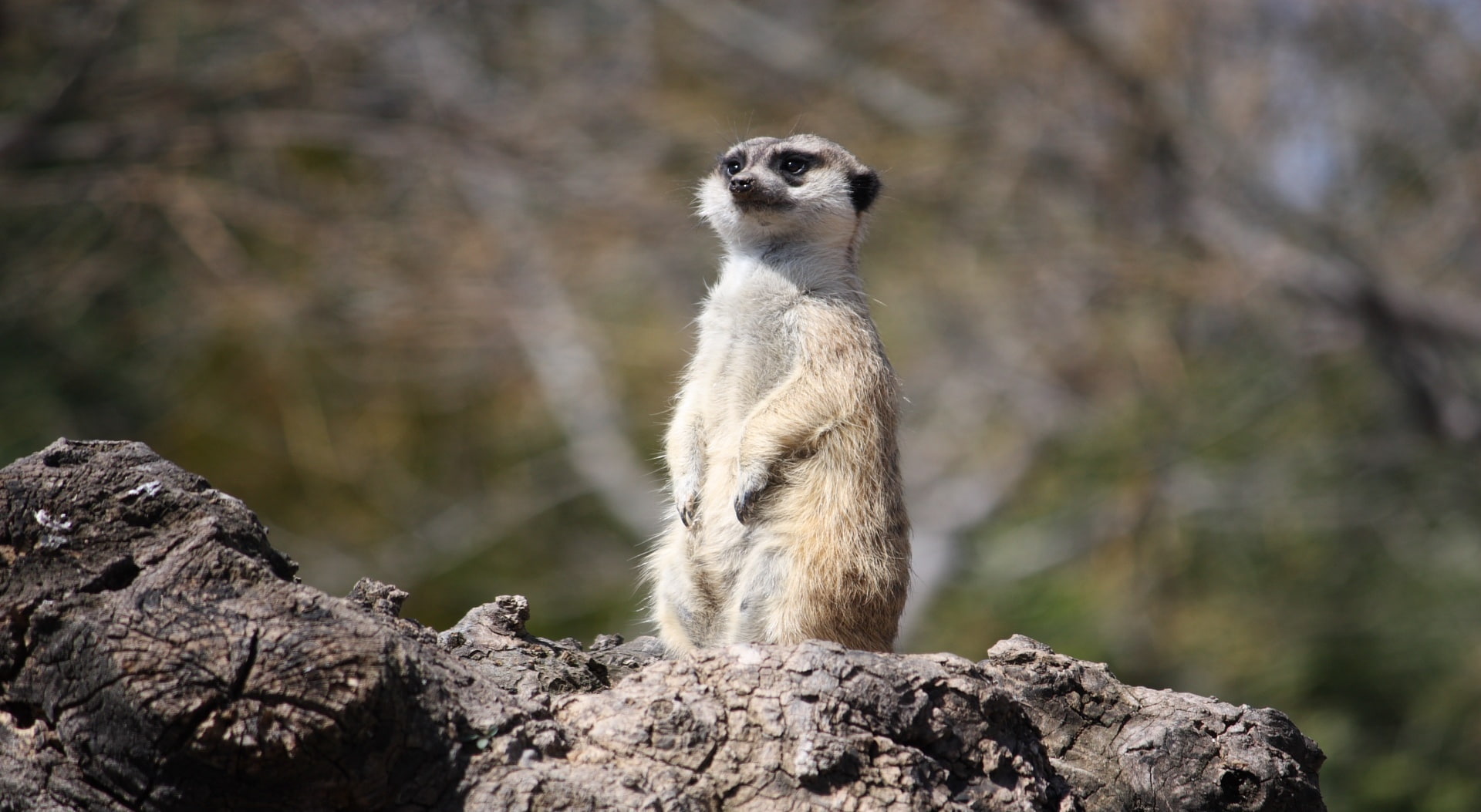 animals in the wild, Animal, looking, animal themes, no people, outdoors, solid, Meerkat, full length, brown, mammal, one animal, standing, sitting, suricate, HD Wallpaper