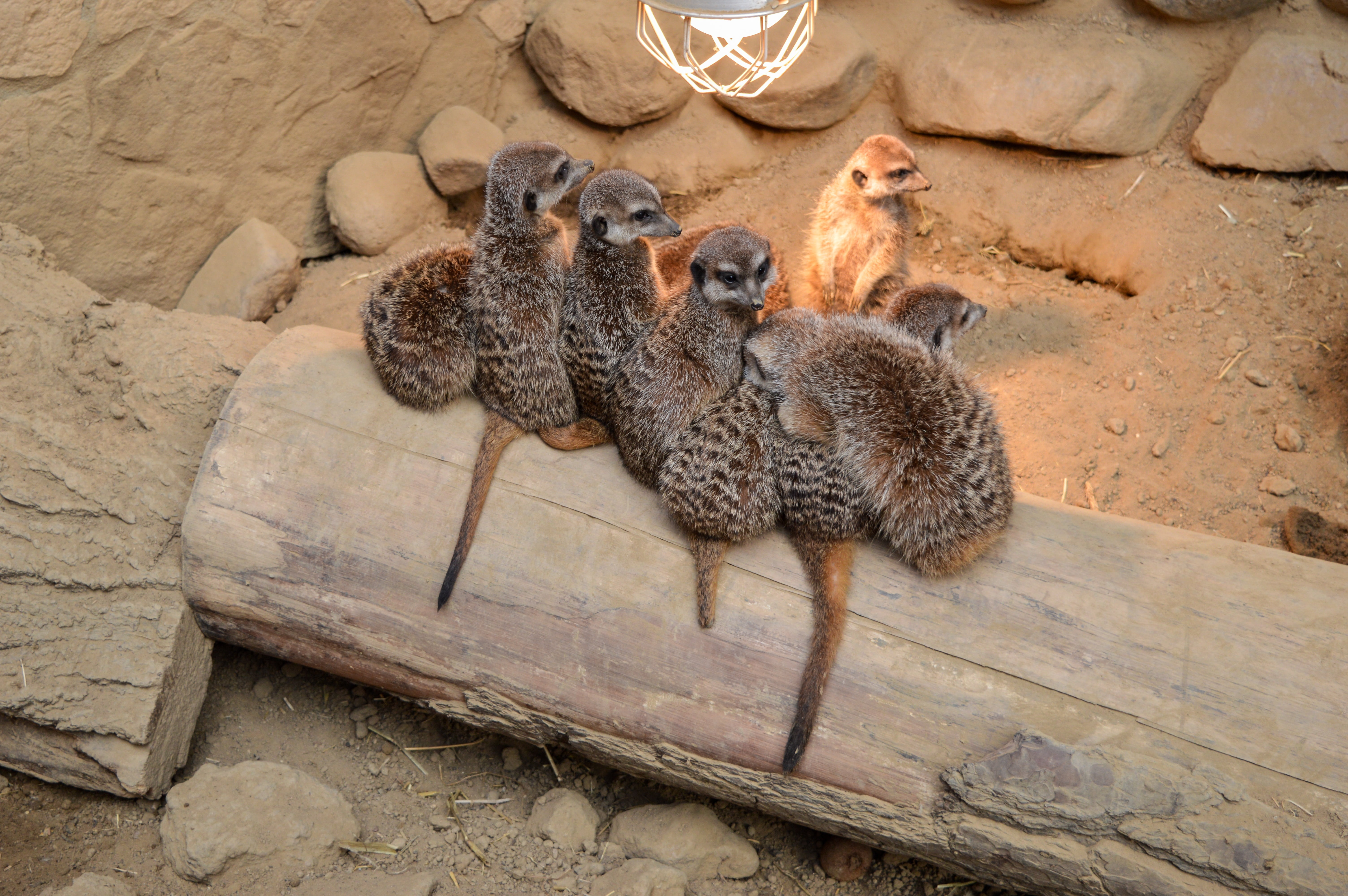 africa, vertebrate, relaxation, suricata, animal, wood - material, suricate, cute, no people, day, animal wildlife, representation, zoo, animal themes, HD Wallpaper