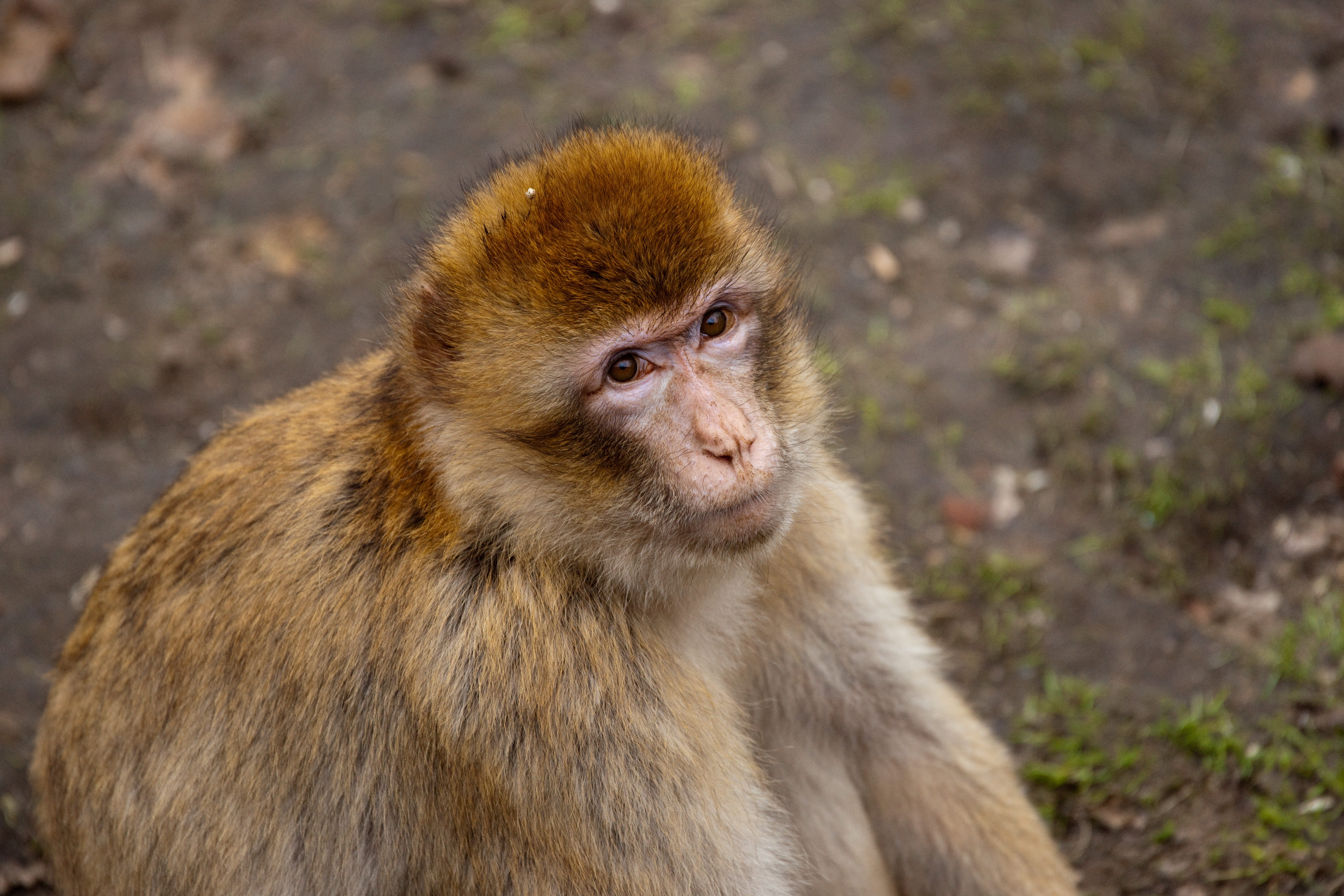 tiergarten, monkey, snout, curiosity, vertebrate, curious, close, nuremberg, äffchen, one animal, africa, looking at camera, animal wildlife, face, outdoors, HD Wallpaper