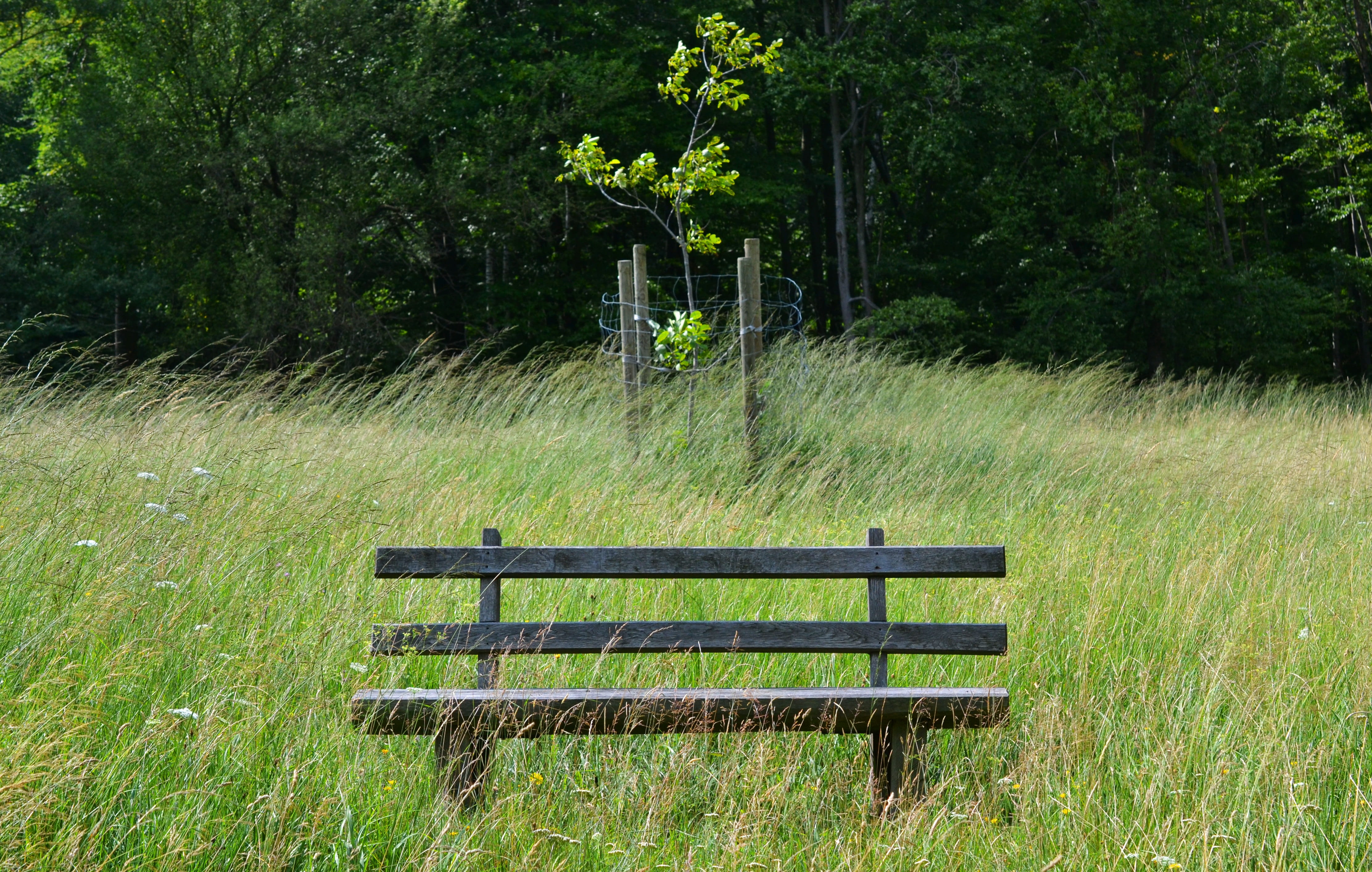 Wind, rest pause, park, day, wooden bench, empty, tranquility, meadow, growth, tree, 4K, outdoors, absence, park - man made space, nature, wood, bench, HD Wallpaper