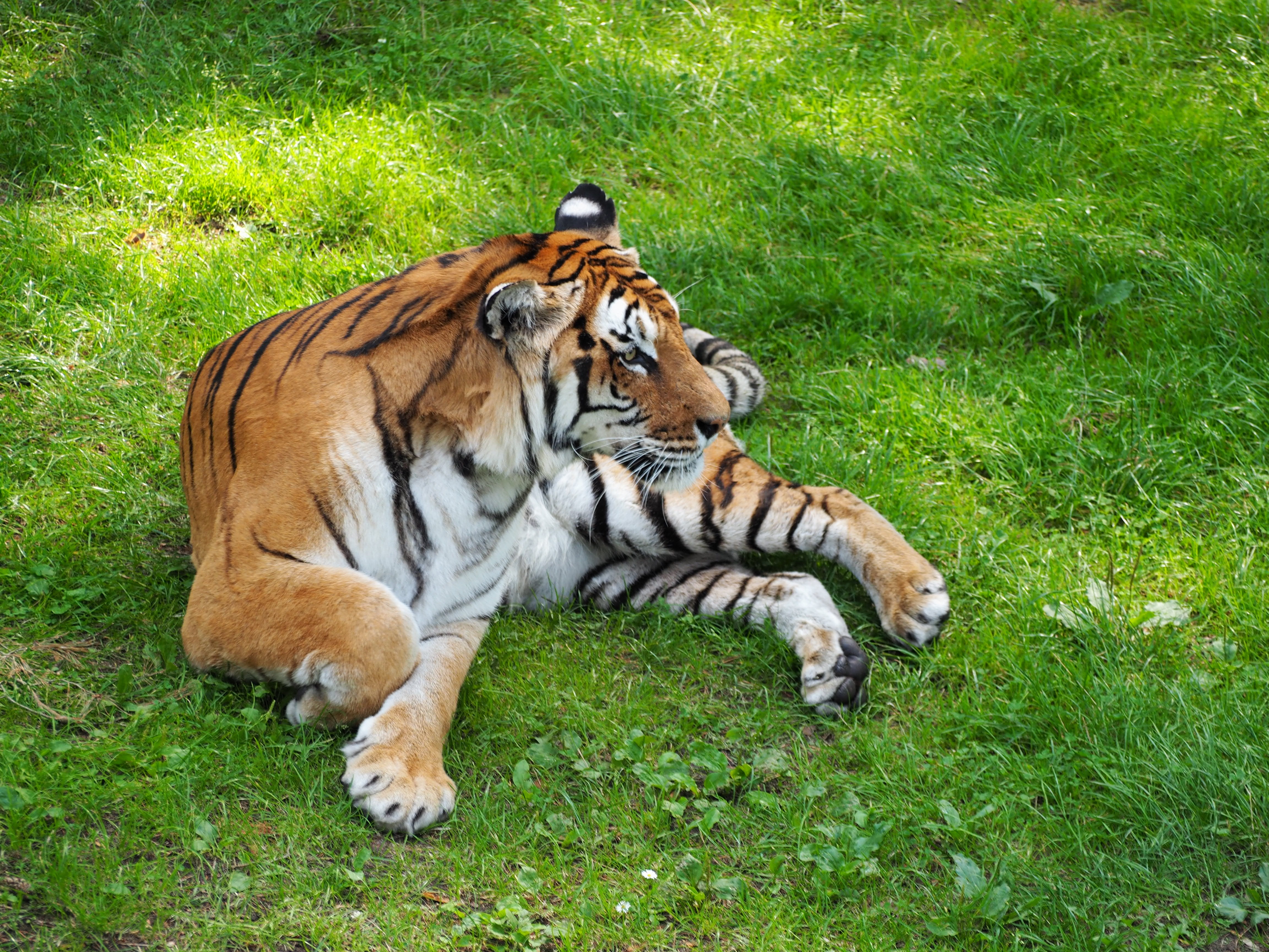 Serengeti Park, big cat, tiergarten, land, Cat, germany, animal wildlife, relaxation, field, mammal, striped, plant, animal, grass, green color, Predator, HD Wallpaper