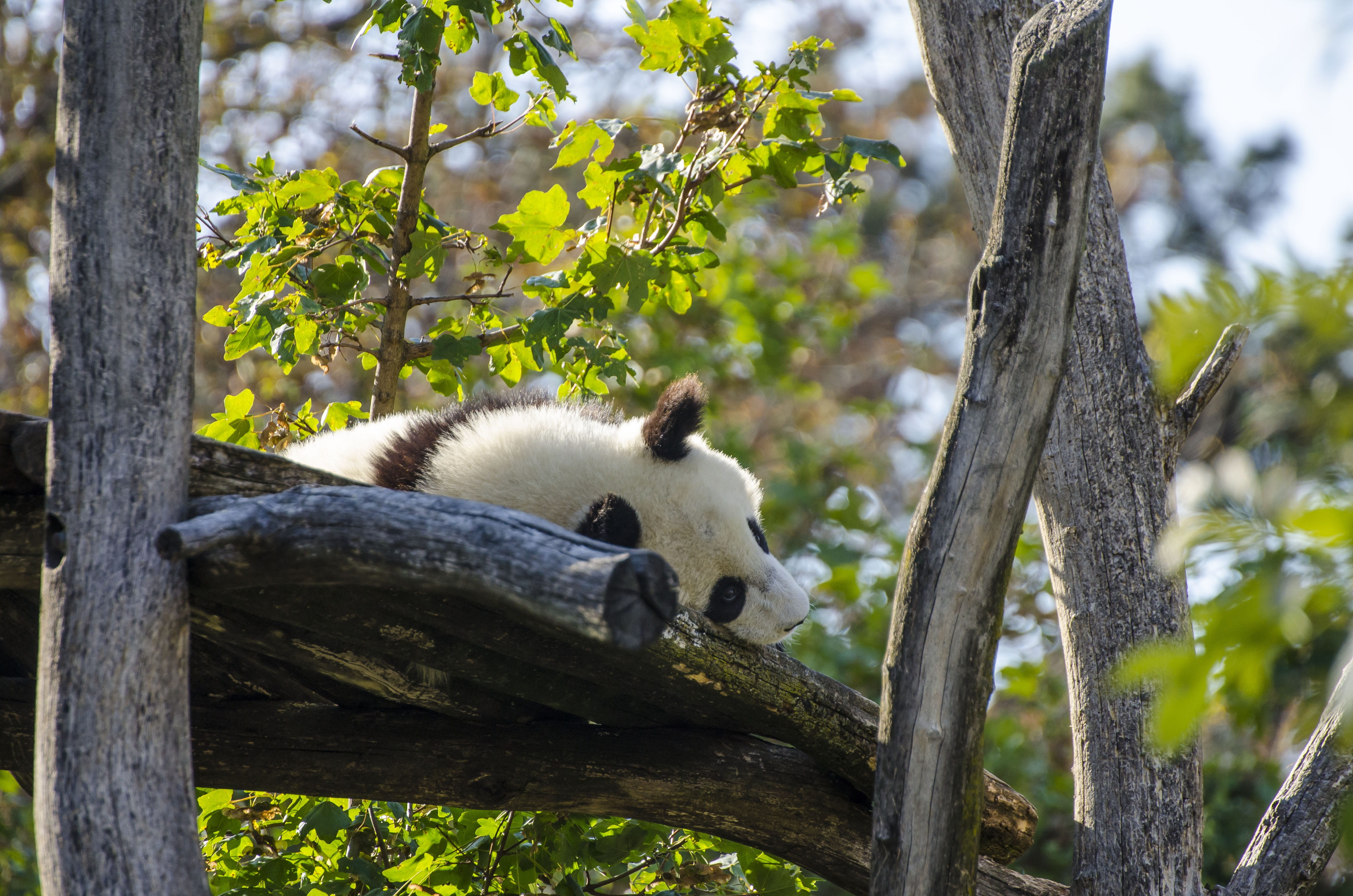 bear, zoo, schönbrunn, relaxation, outdoors, focus on foreground, giant panda, animal wildlife, sleep, vienna, wildlife park, herbivorous, creature, wildlife photography, HD Wallpaper
