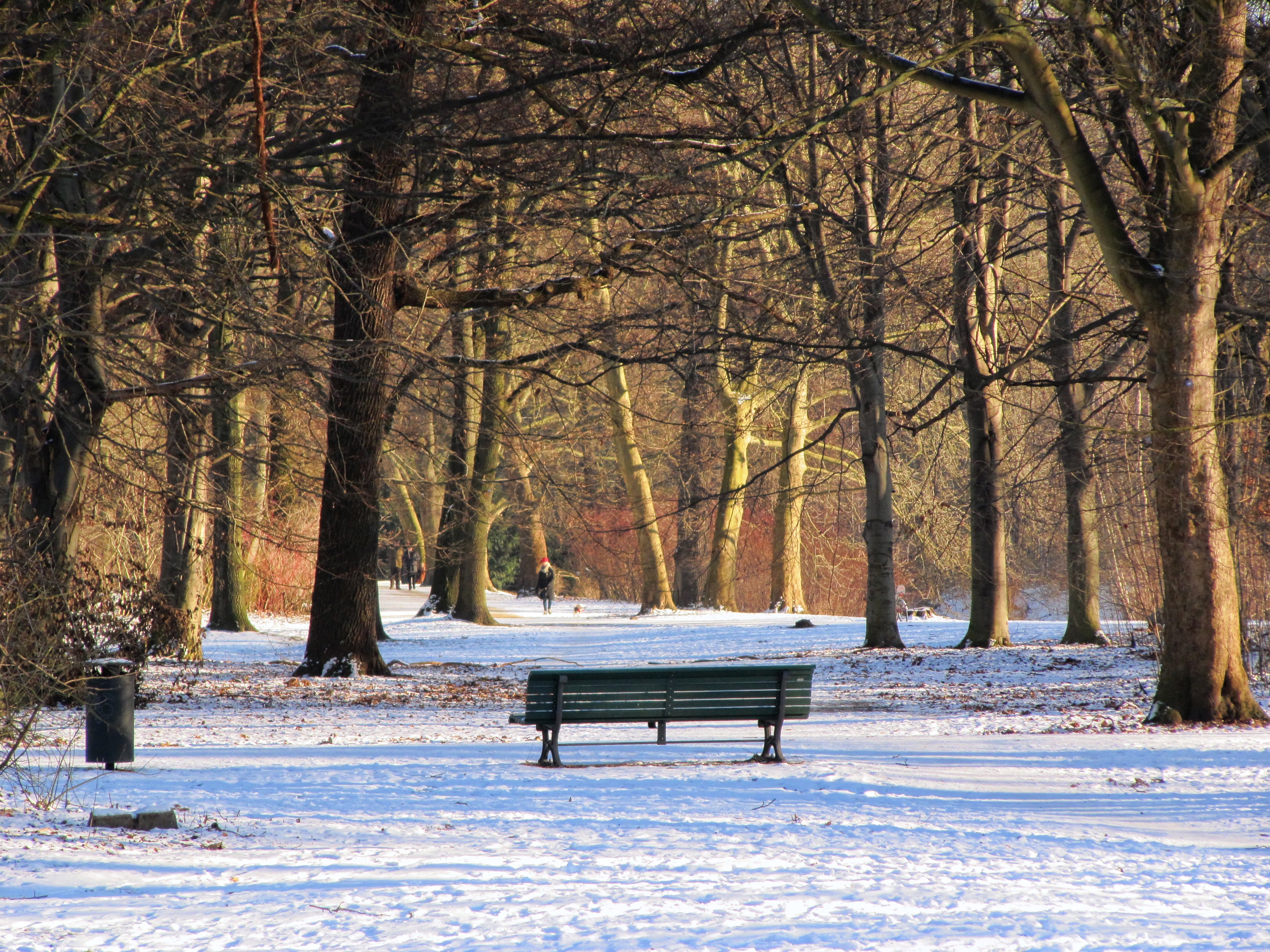 field, park bench, nature, park, cold - Temperature, cold temperature, seat, trunk, day, landscape, bank, wintry, beauty in nature, tree trunk, tree, white color, HD Wallpaper