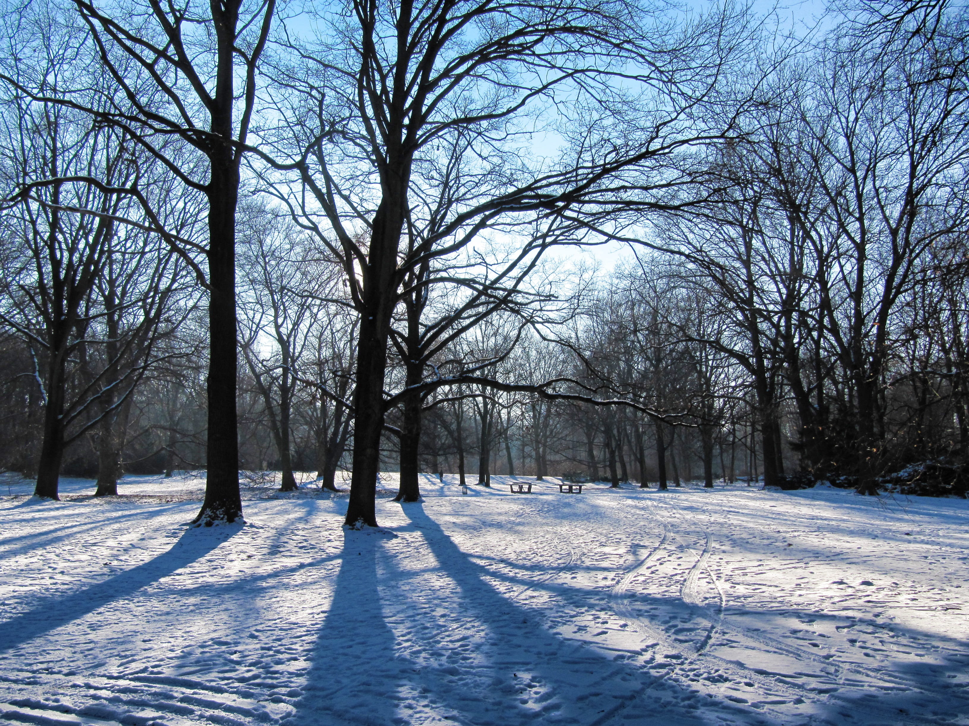 mood, tranquility, bare tree, tranquil scene, snow, tree, trees, scenics - nature, park, beauty in nature, cold temperature, snowy, no people, outdoors, HD Wallpaper