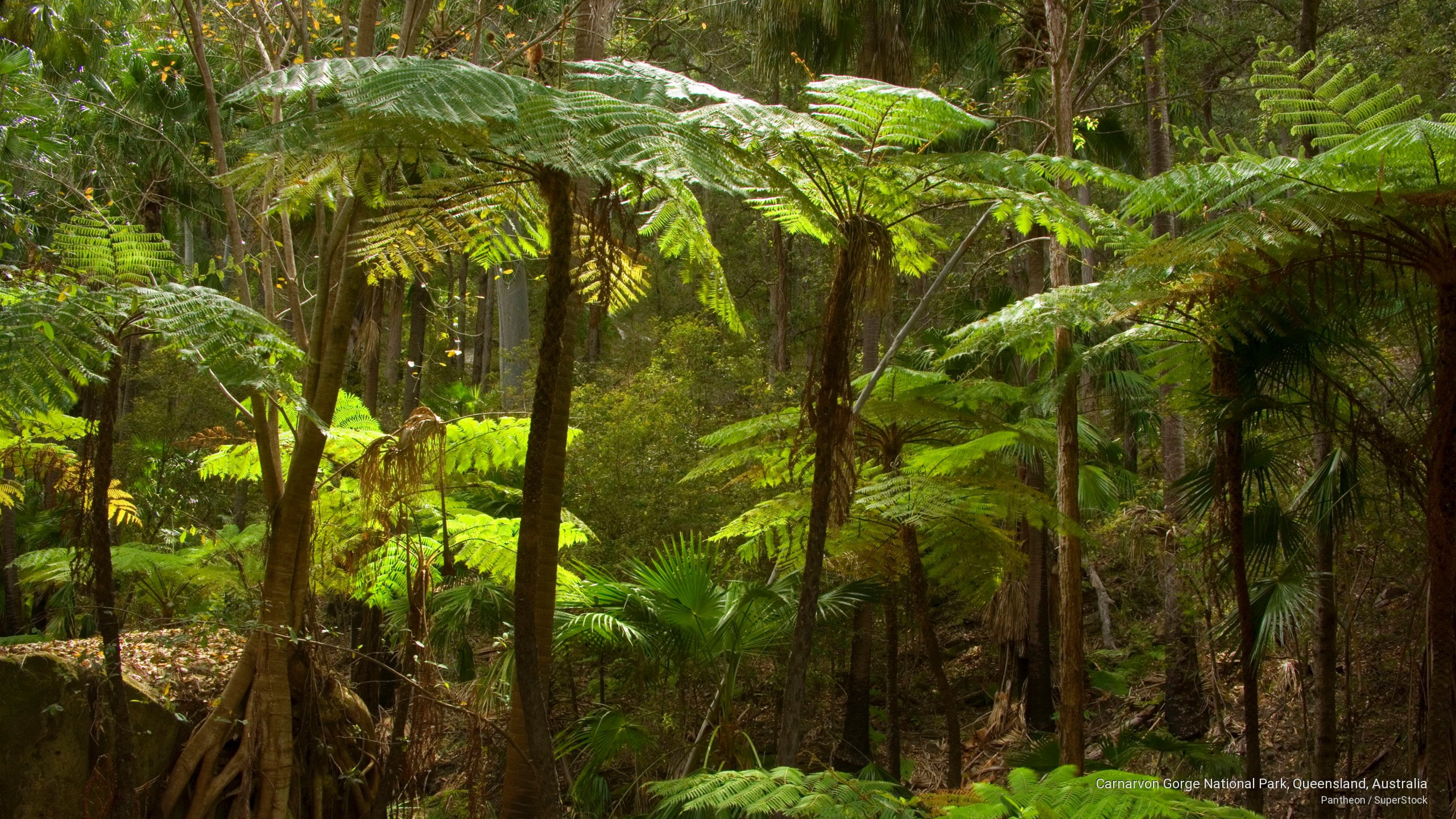 park, carnarvon, Oceania, national, gorge, 2K, australia, queensland, HD Wallpaper