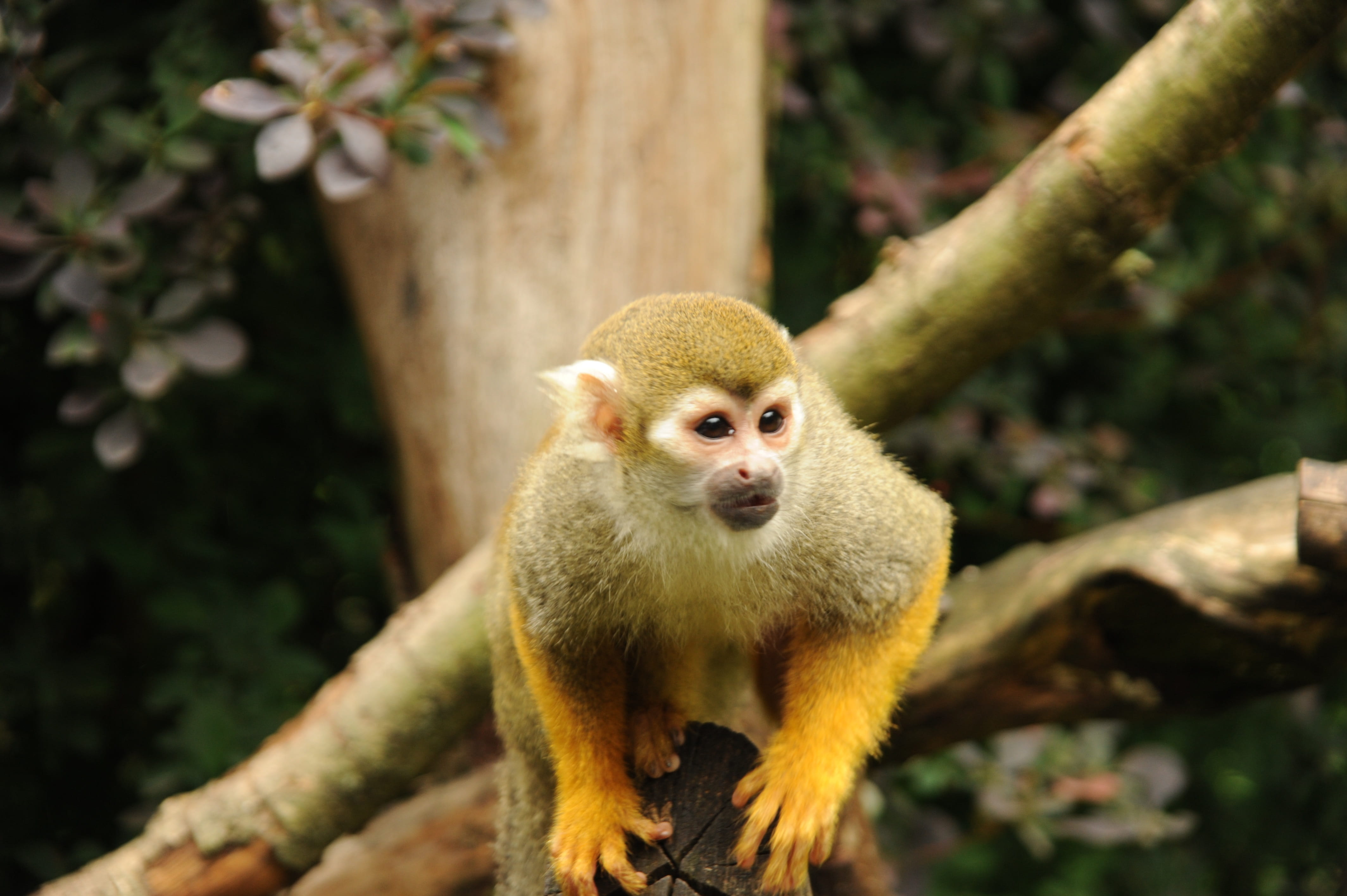 looking, primate, 4K, forest, squirrel monkey, animals in the wild, cute, tiergarten, zoo, outdoors, animal wildlife, vertebrate, tree, no people, focus on foreground, HD Wallpaper