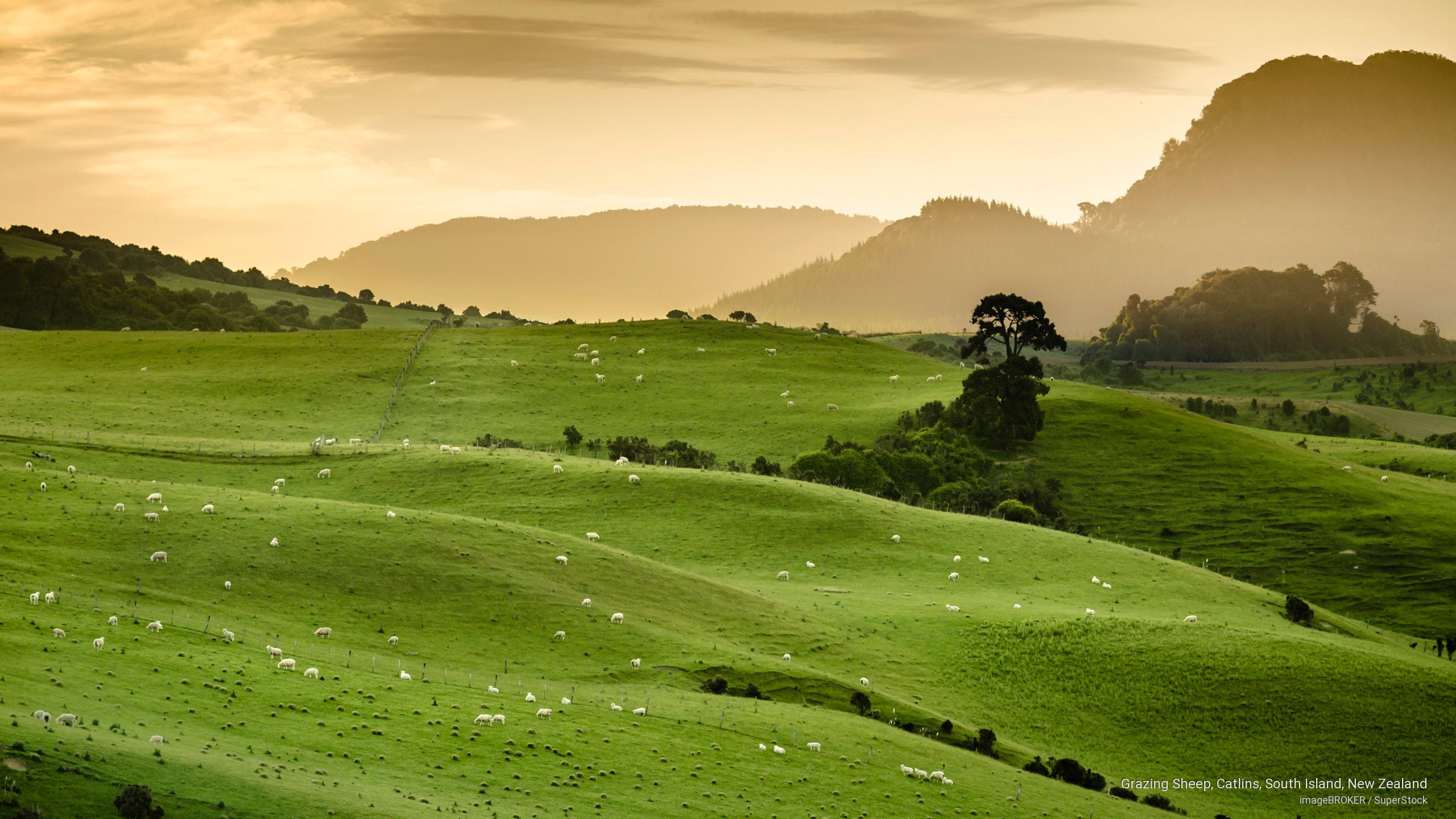 Oceania, zealand, new, grazing, island, catlins, sheep, 2K, south, HD Wallpaper