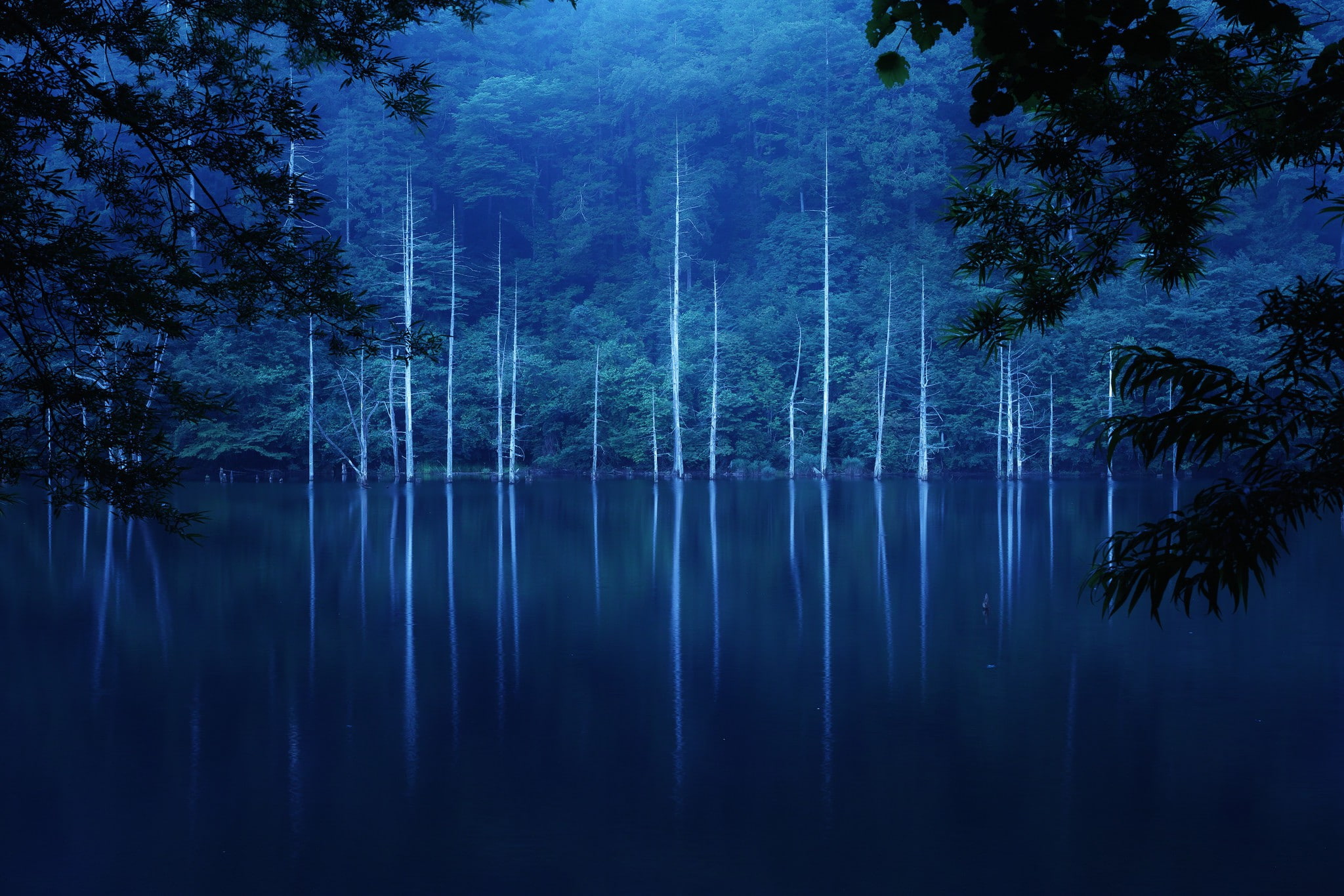 lake, slope, trees, green, 1080P, fog, forest, night, HD Wallpaper