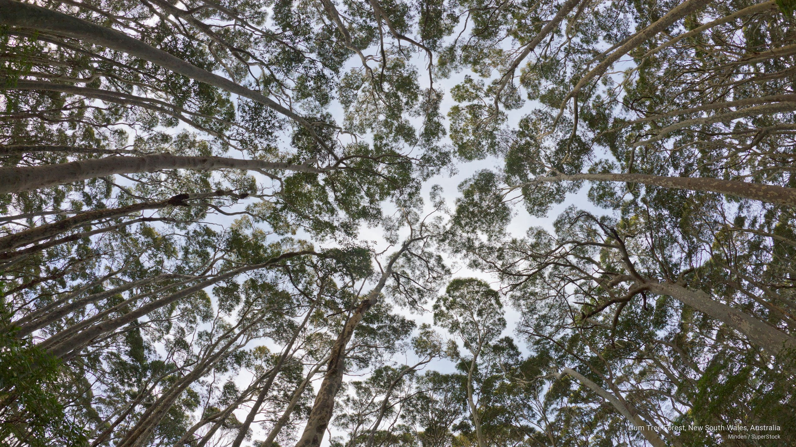 gum, 2K, forest, wales, south, tree, new, Oceania, australia, HD Wallpaper