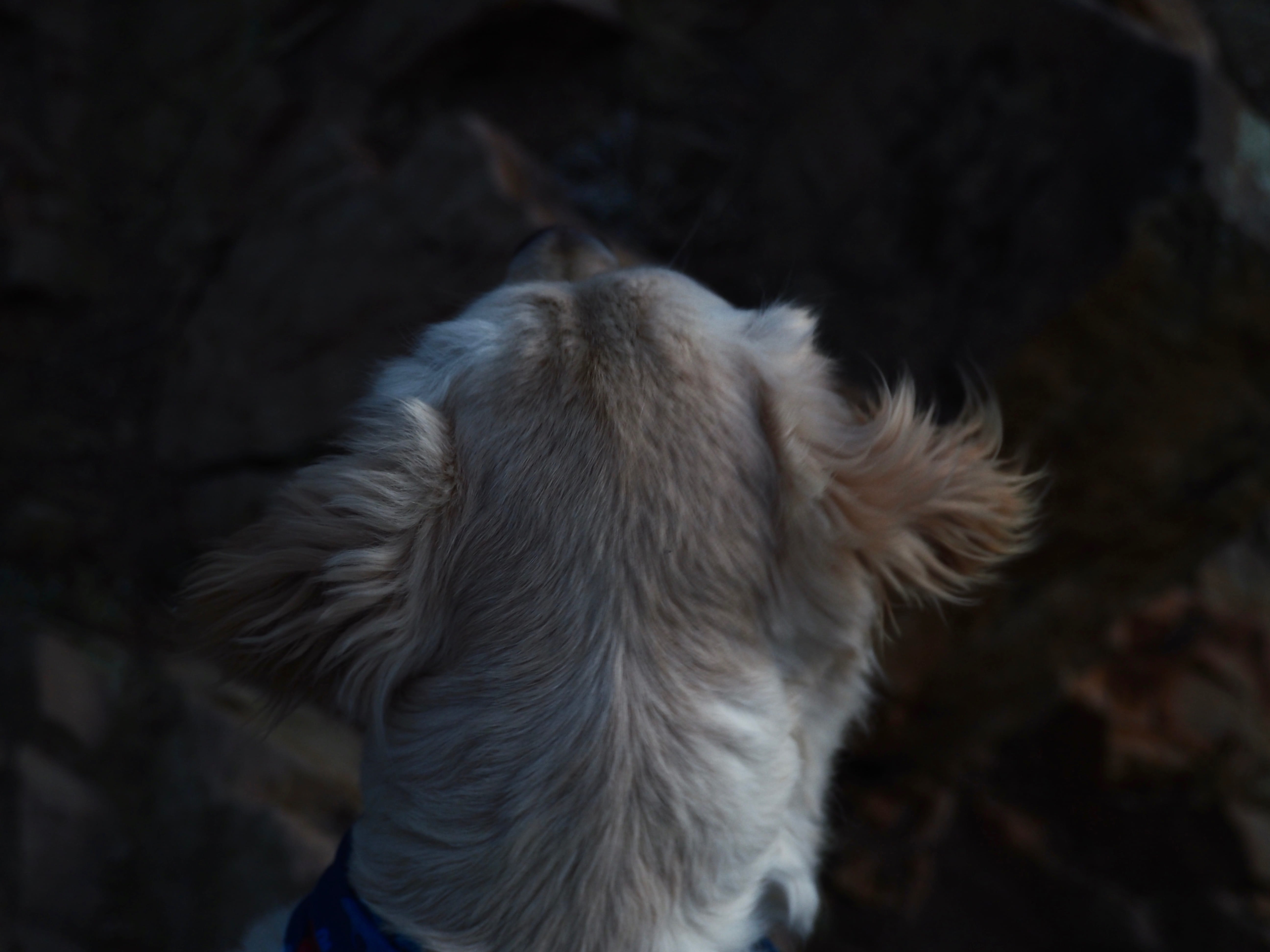 nature, hair, no people, one animal, domestic animals, canine, animal head, friend, mammal, close-up, everwildme, domestic, animal themes, curiosity, ever wild, HD Wallpaper