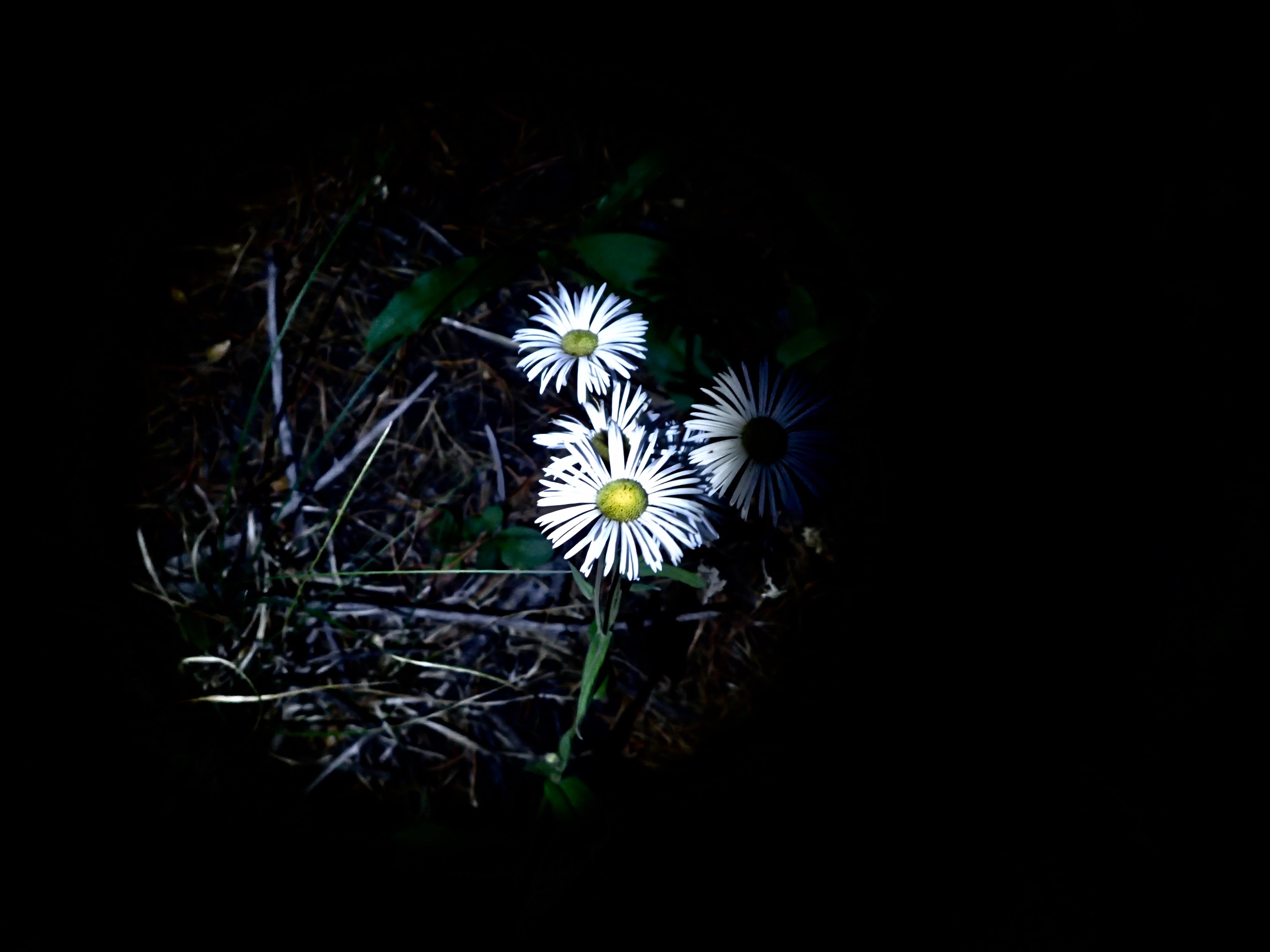 dark, close-up, flowering plant, daisy, plant, vulnerability, flashlight, beauty in nature, no people, fragility, night, inflorescence, petal, flower, copy space, HD Wallpaper