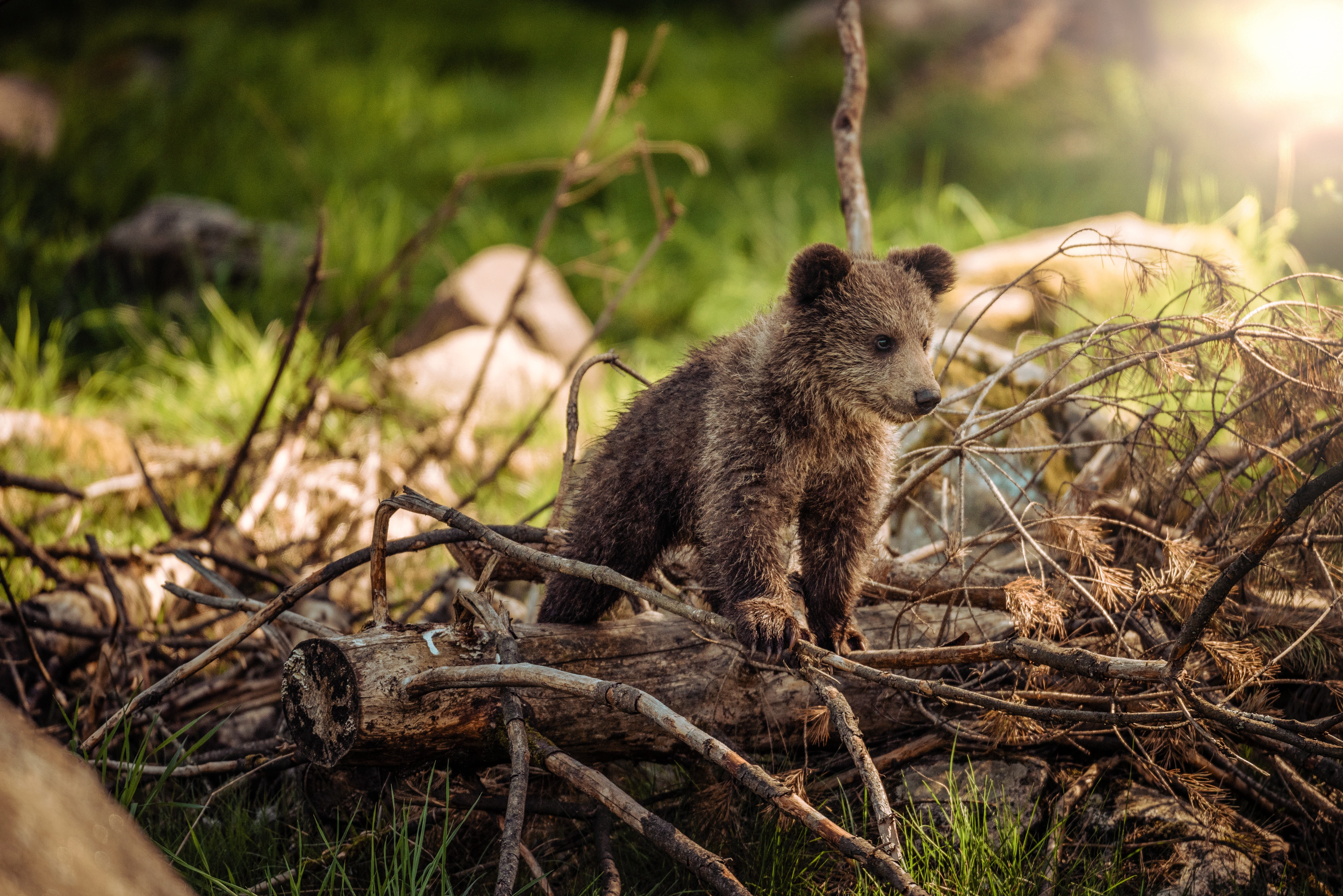 wild, animal world, forest, animal life, land, plant, nature, wood, animals, young animal, outdoor, animals in the wild, outdoors, one animal, wildlife, HD Wallpaper